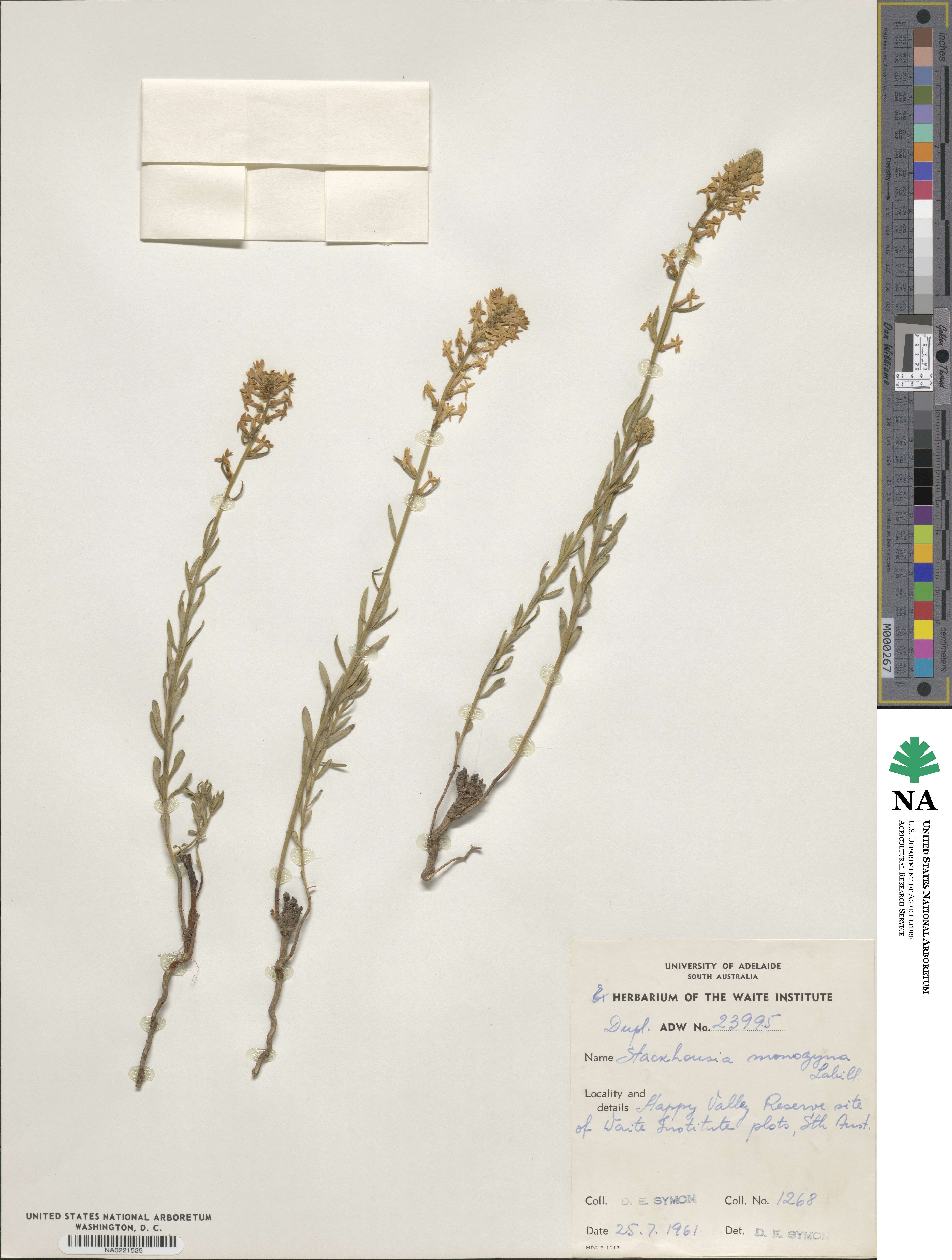 Stackhousia monogyna image