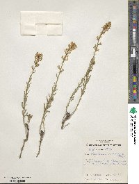 Image of Stackhousia monogyna