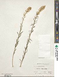 Stackhousia monogyna image