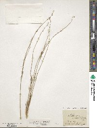 Image of Stackhousia muricata