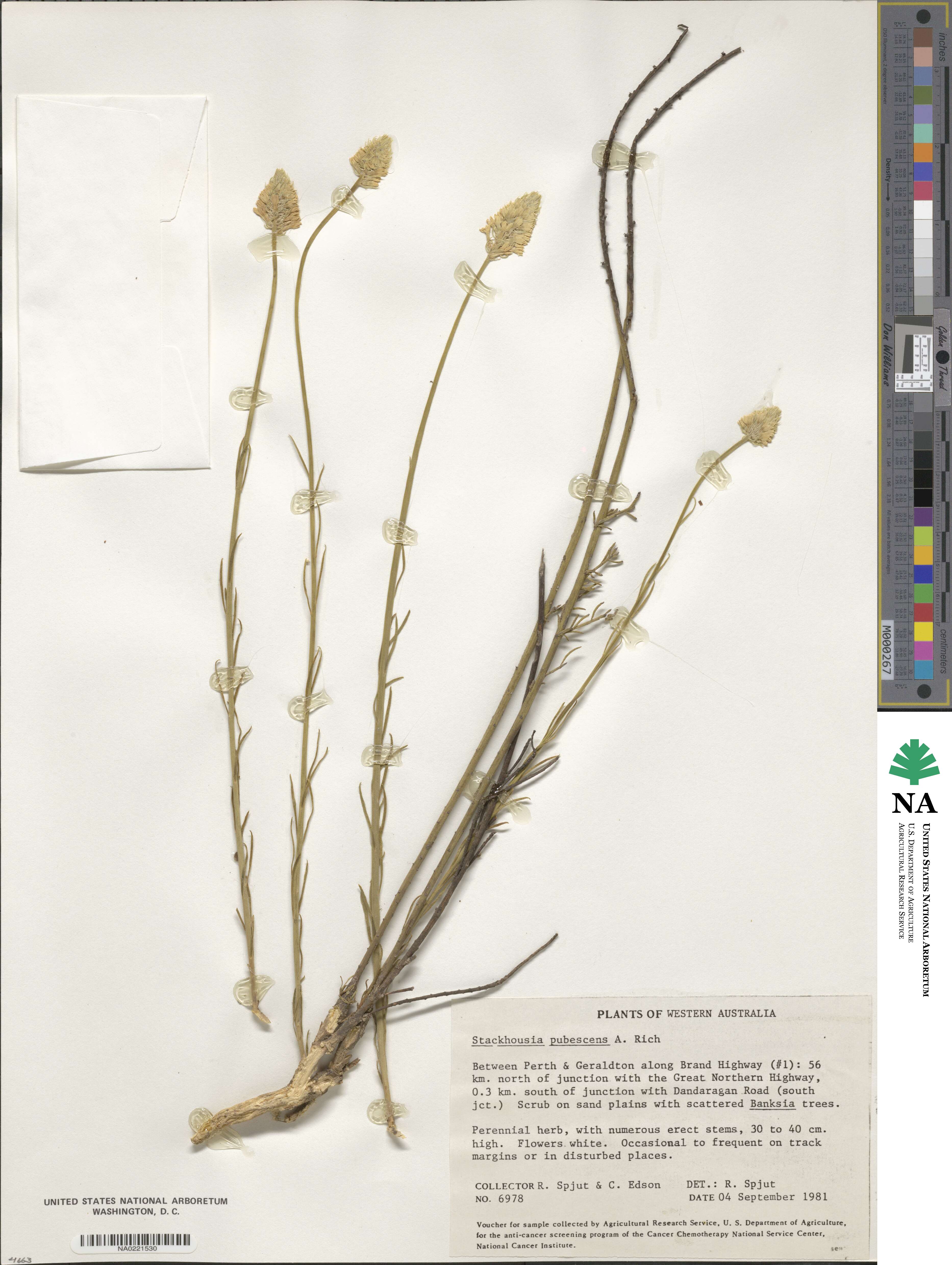 Stackhousia monogyna image