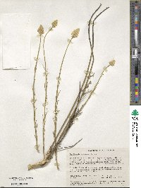 Stackhousia monogyna image