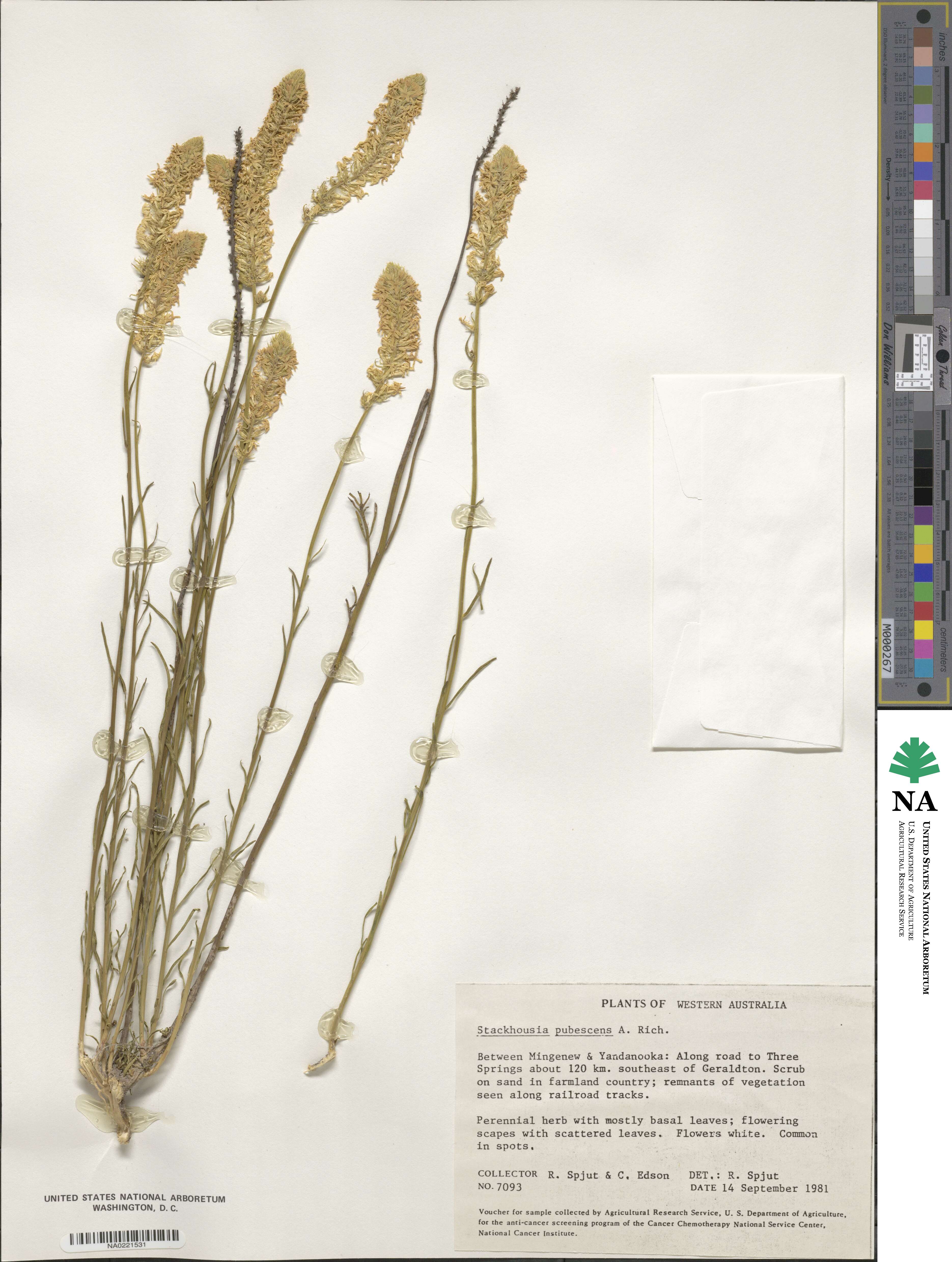 Stackhousia monogyna image