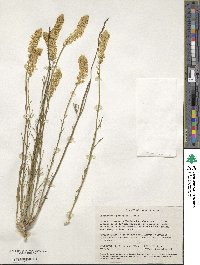 Stackhousia monogyna image