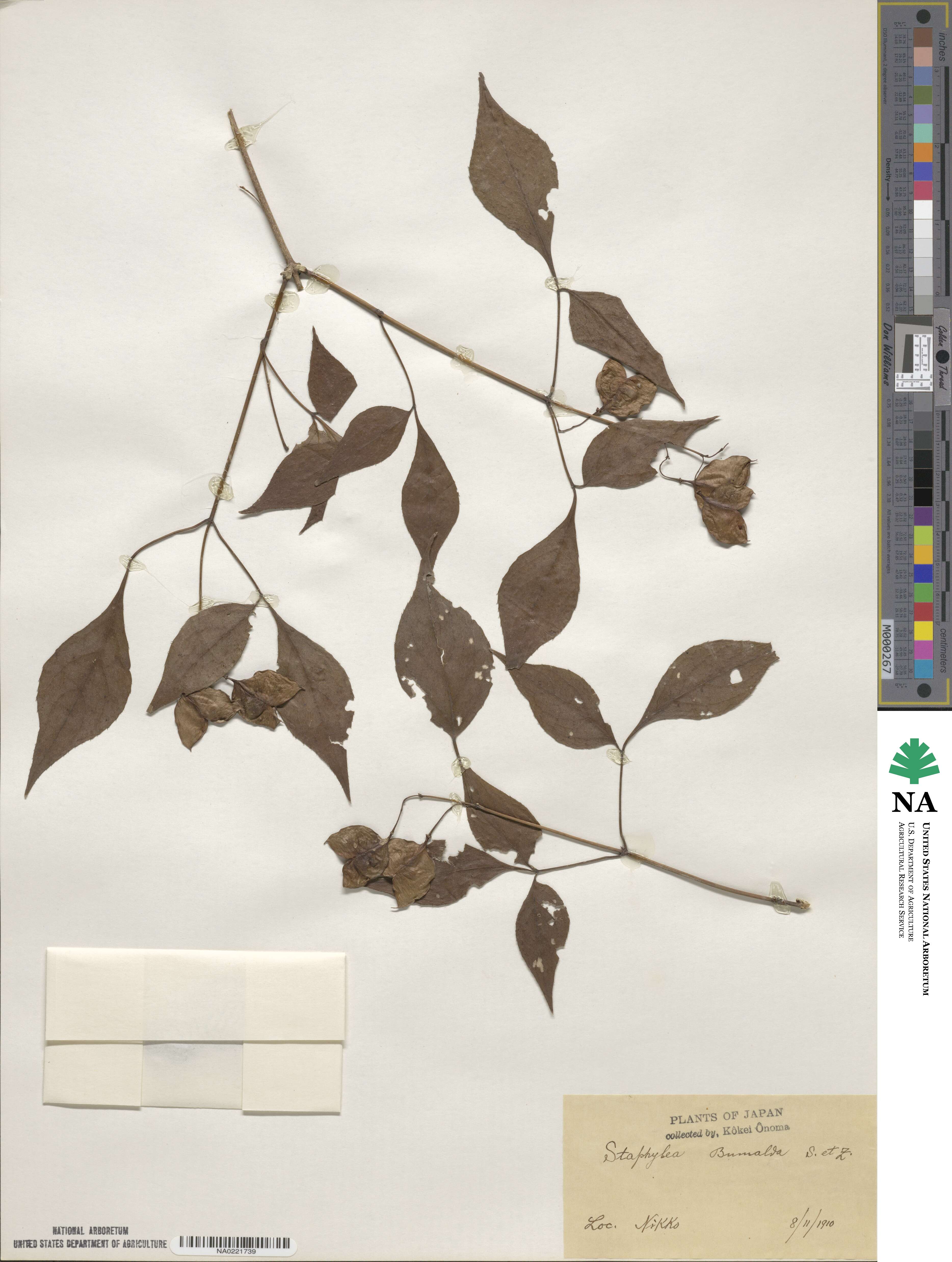 Staphylea bumalda image