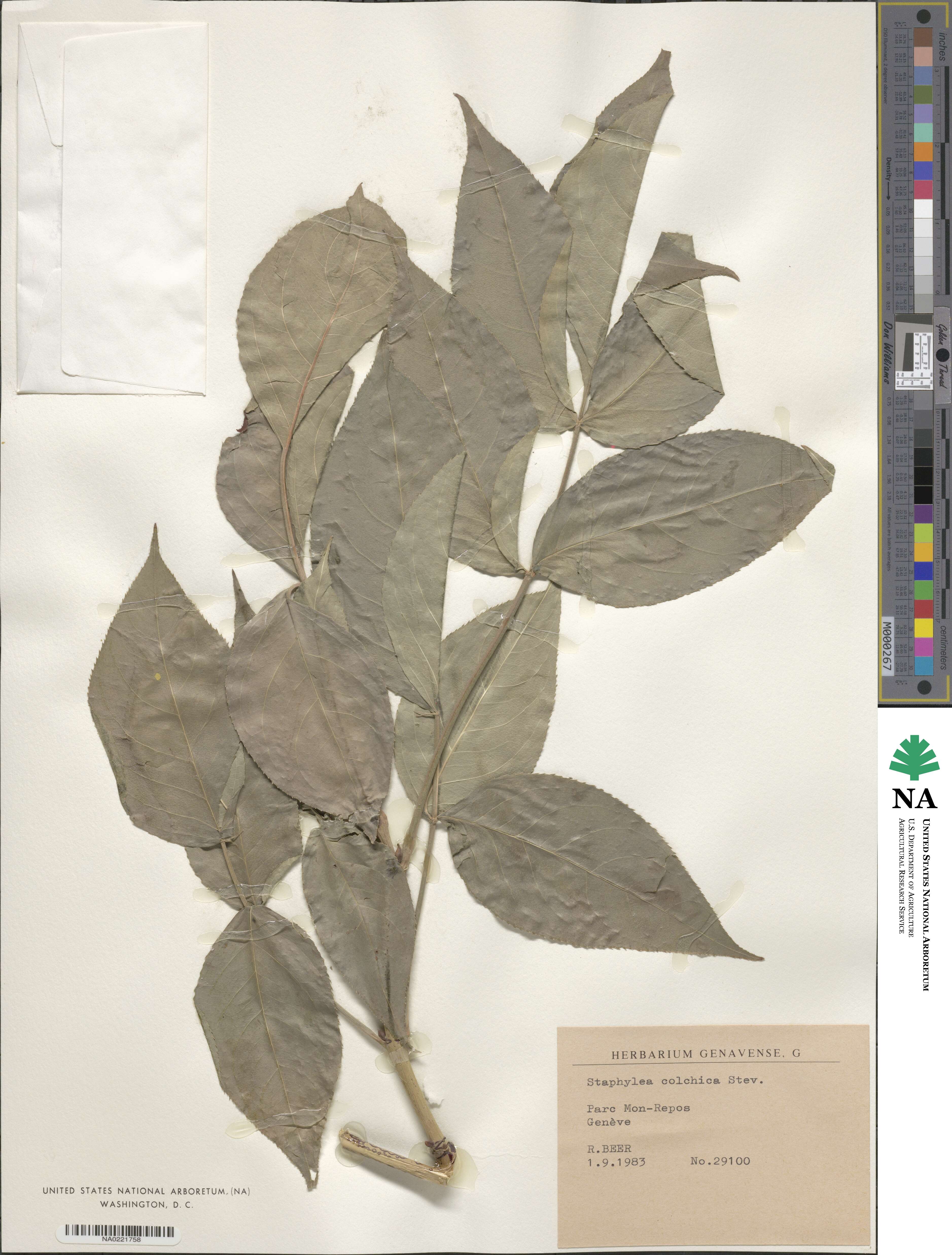 Staphylea colchica image
