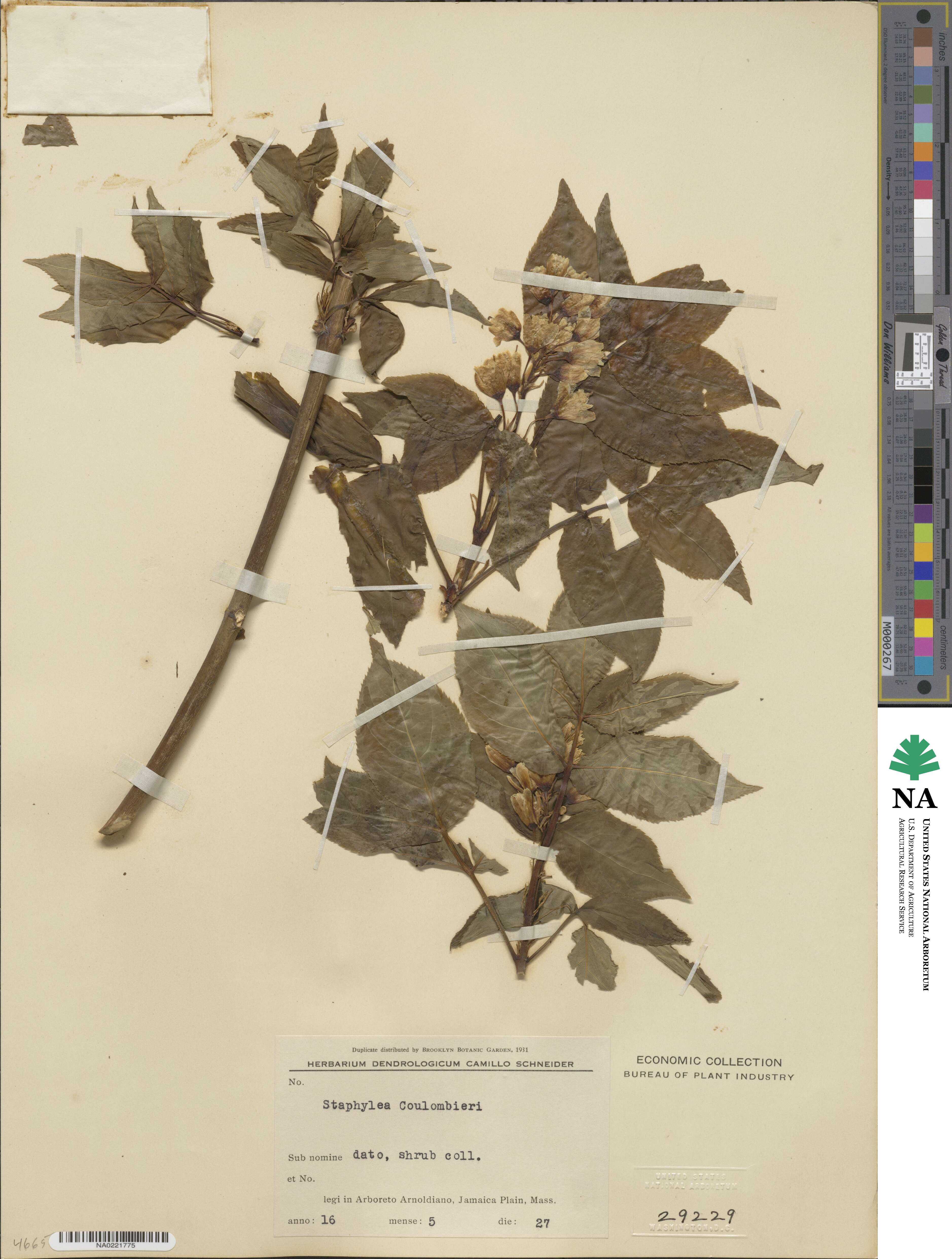 Staphylea colchica image