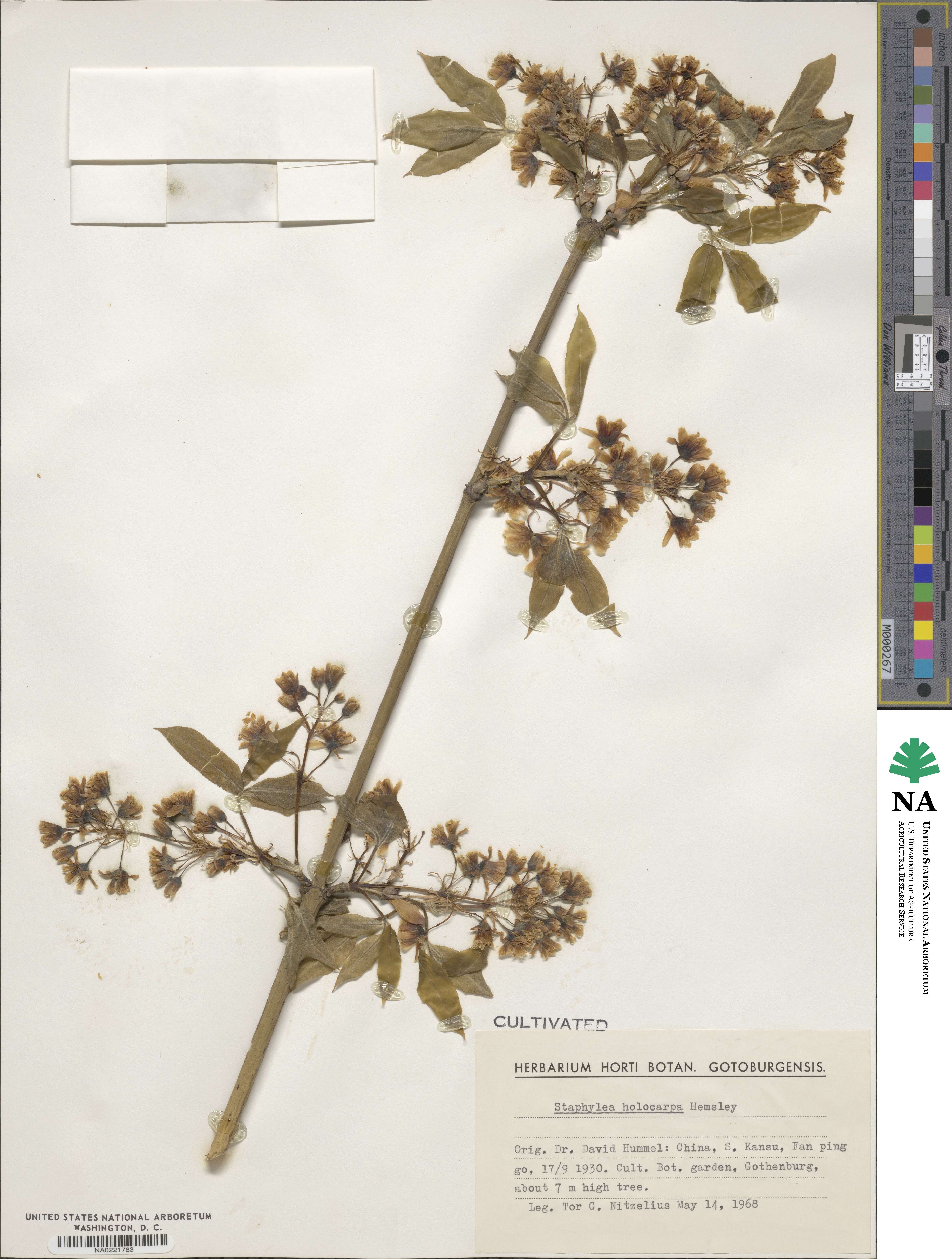Staphylea holocarpa image