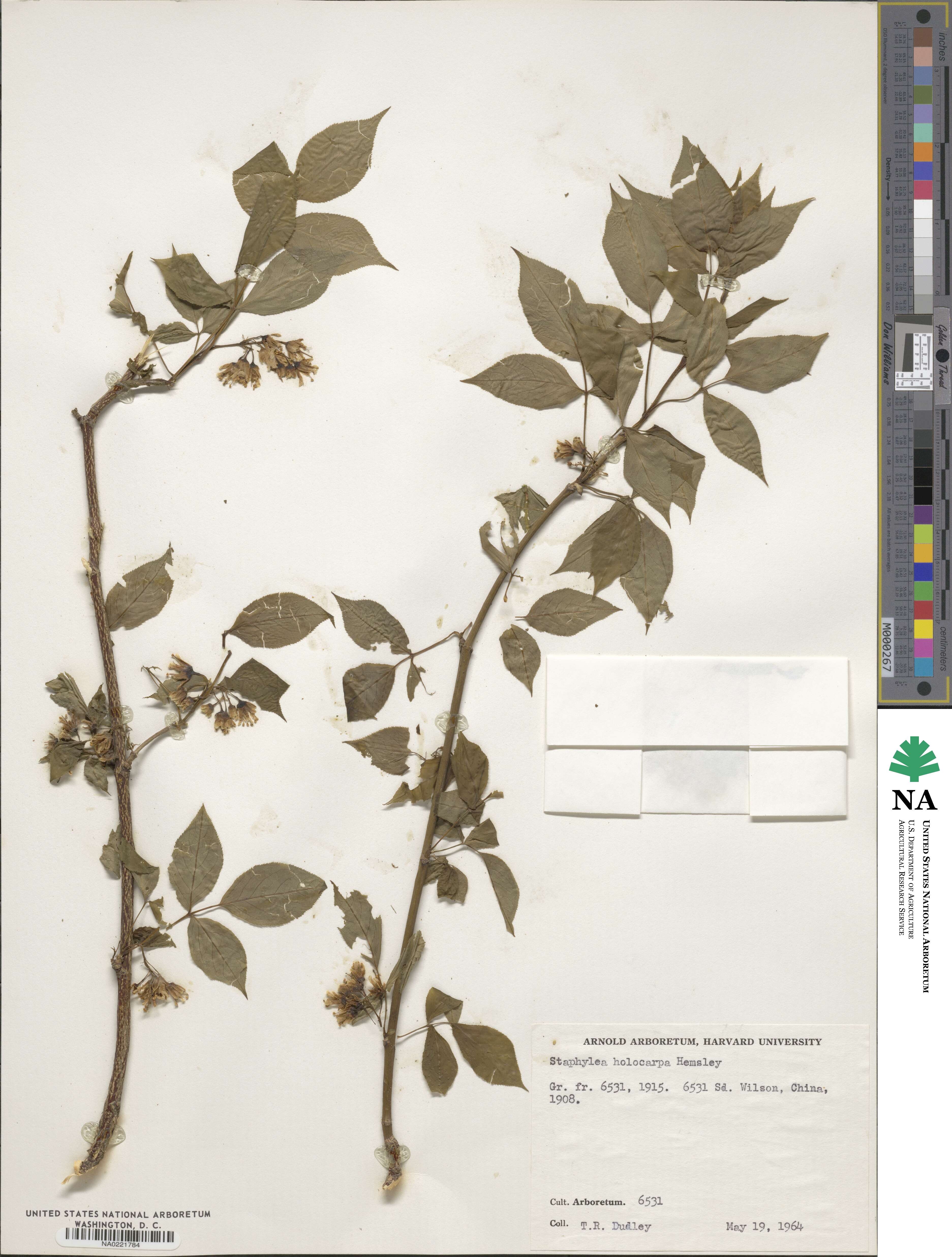 Staphylea holocarpa image
