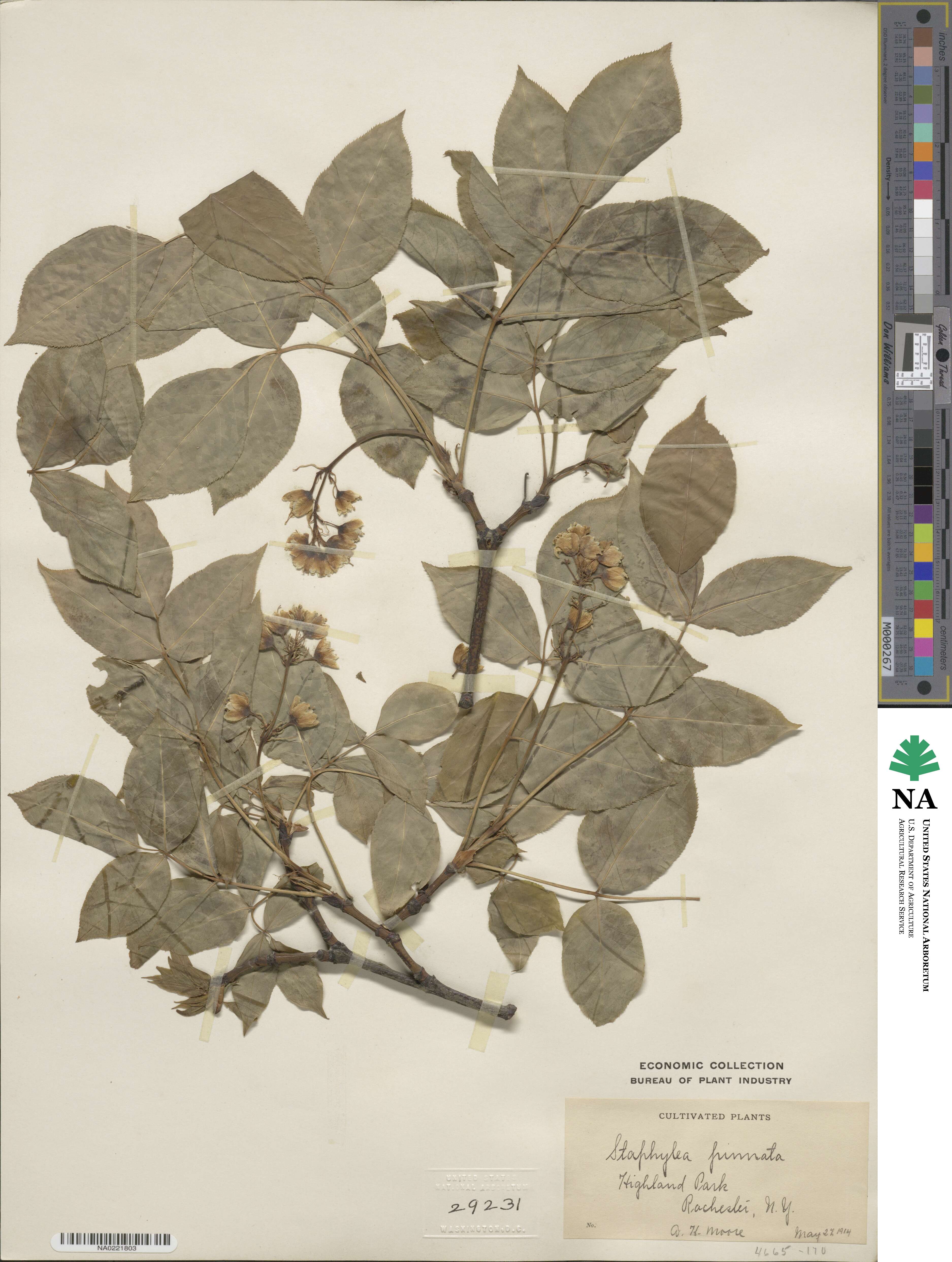 Staphylea pinnata image