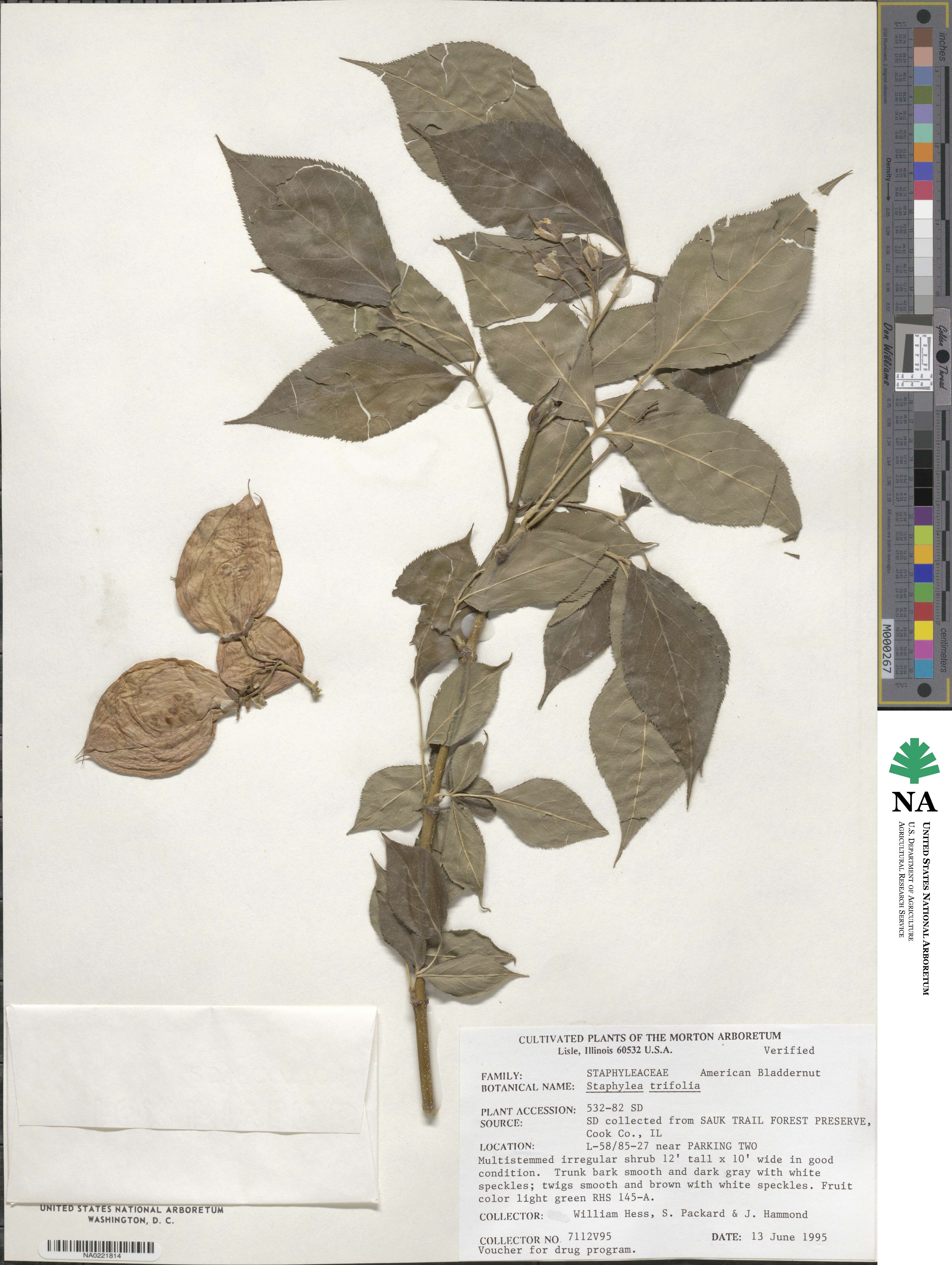 Staphylea trifolia image