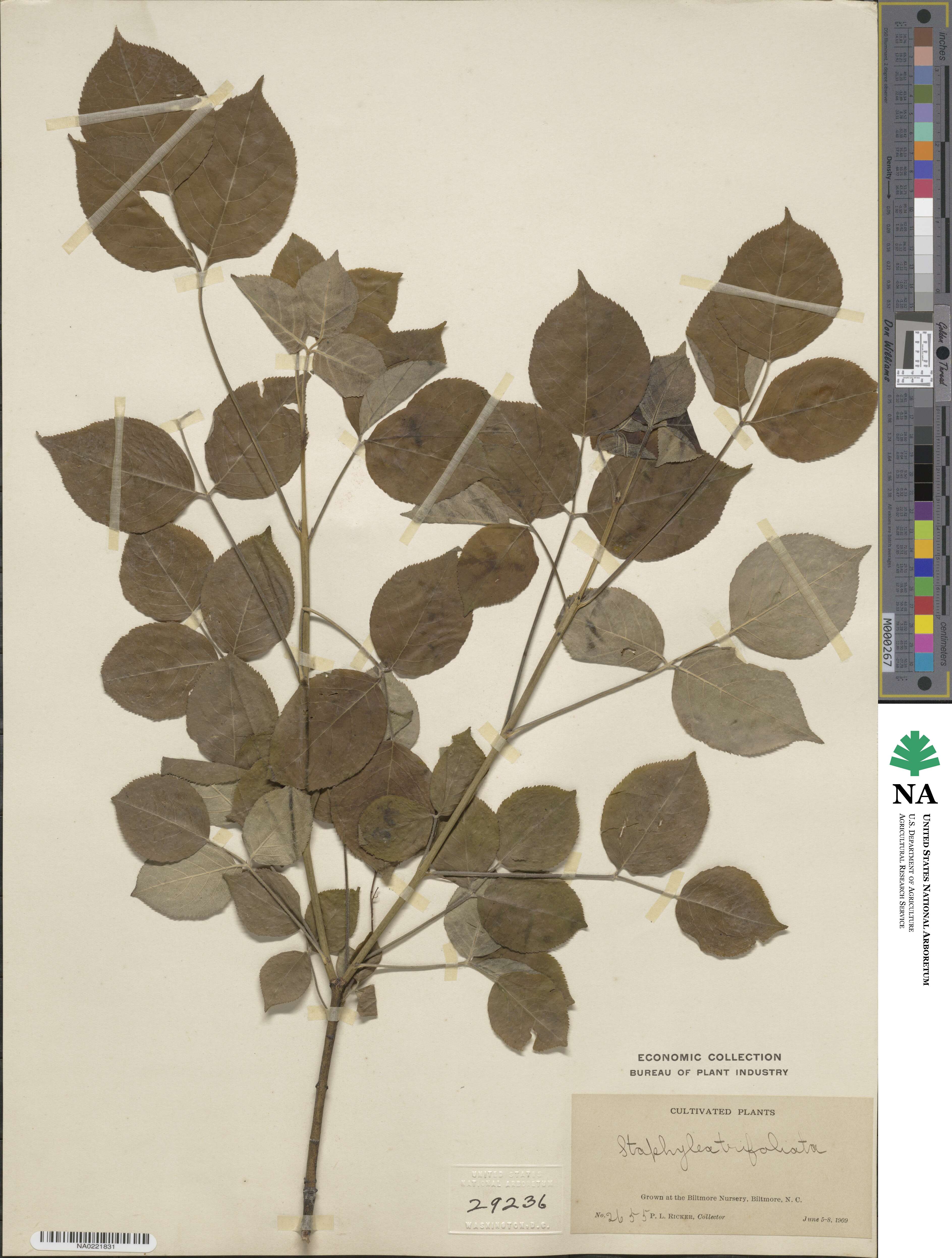 Staphylea trifolia image