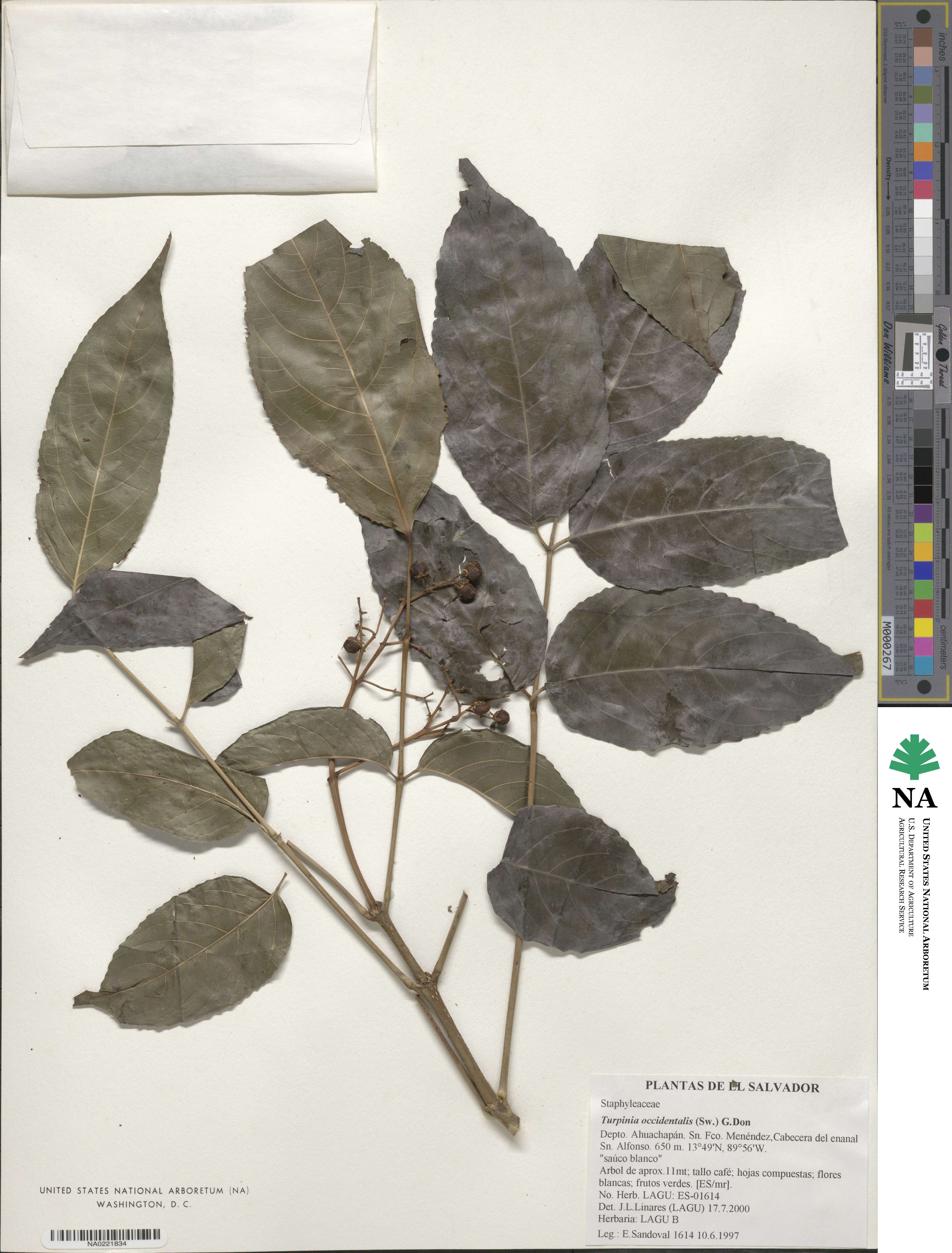 Staphylea occidentalis image