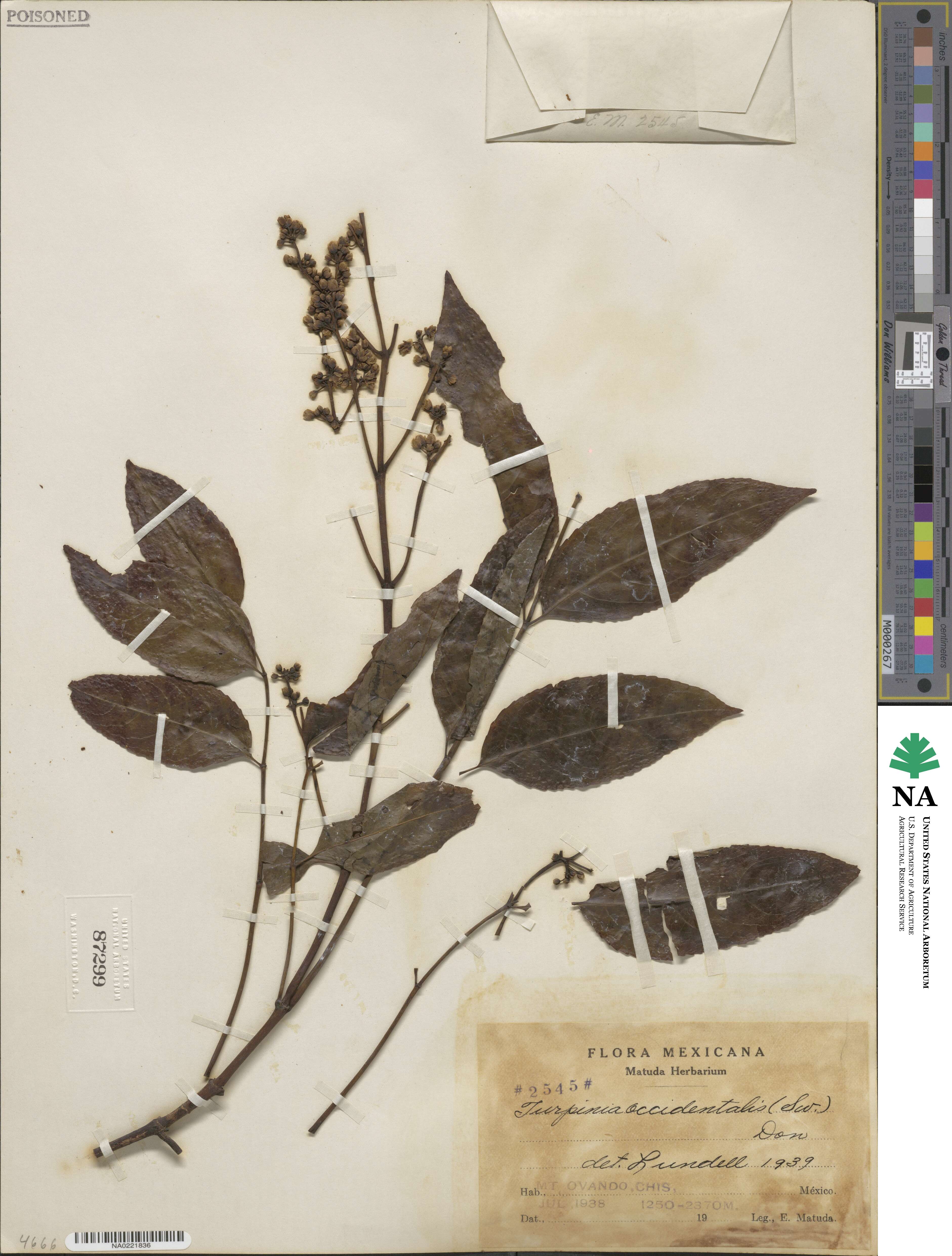 Staphylea occidentalis image