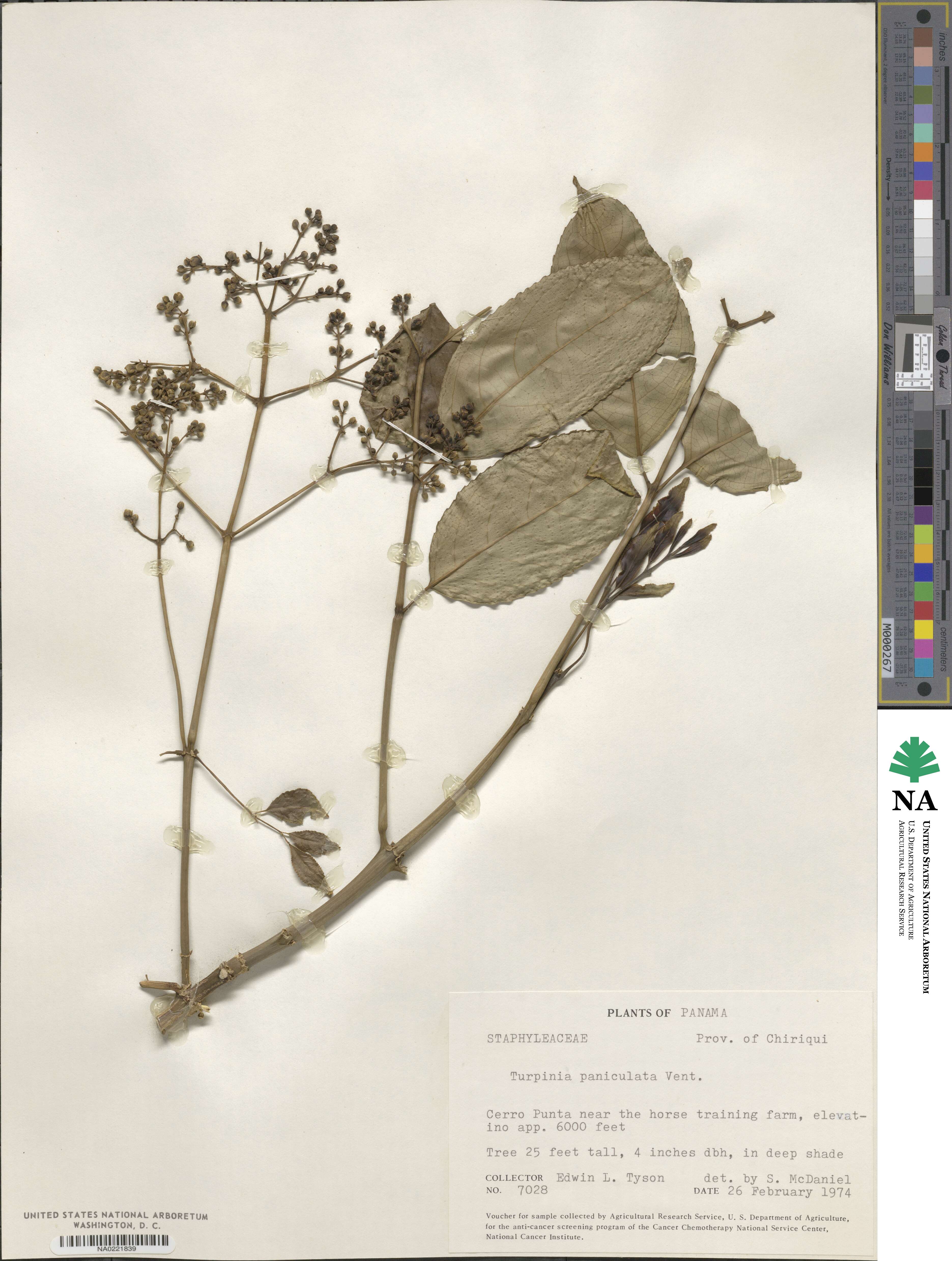 Staphylea occidentalis subsp. occidentalis image