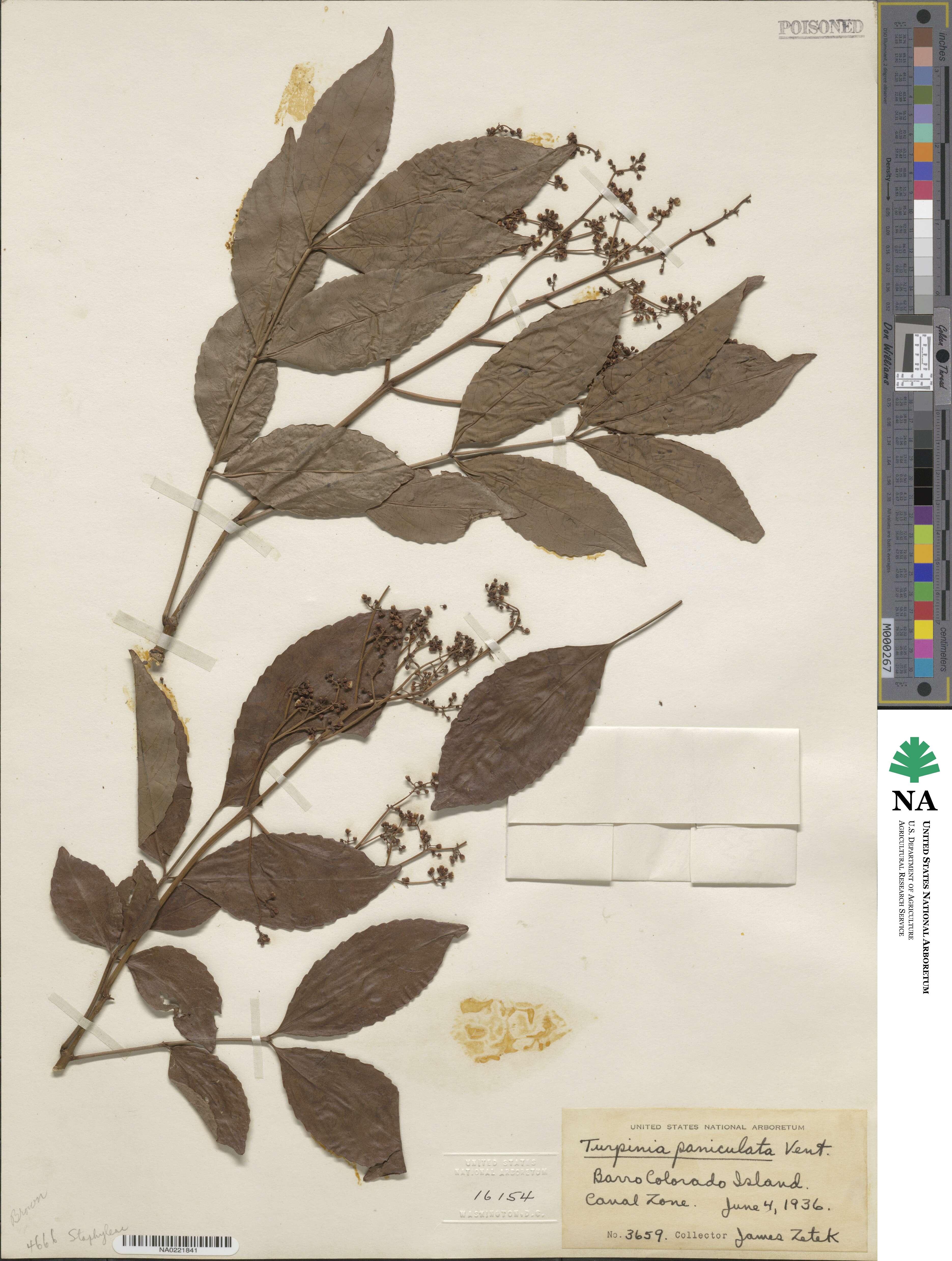 Staphylea occidentalis subsp. occidentalis image