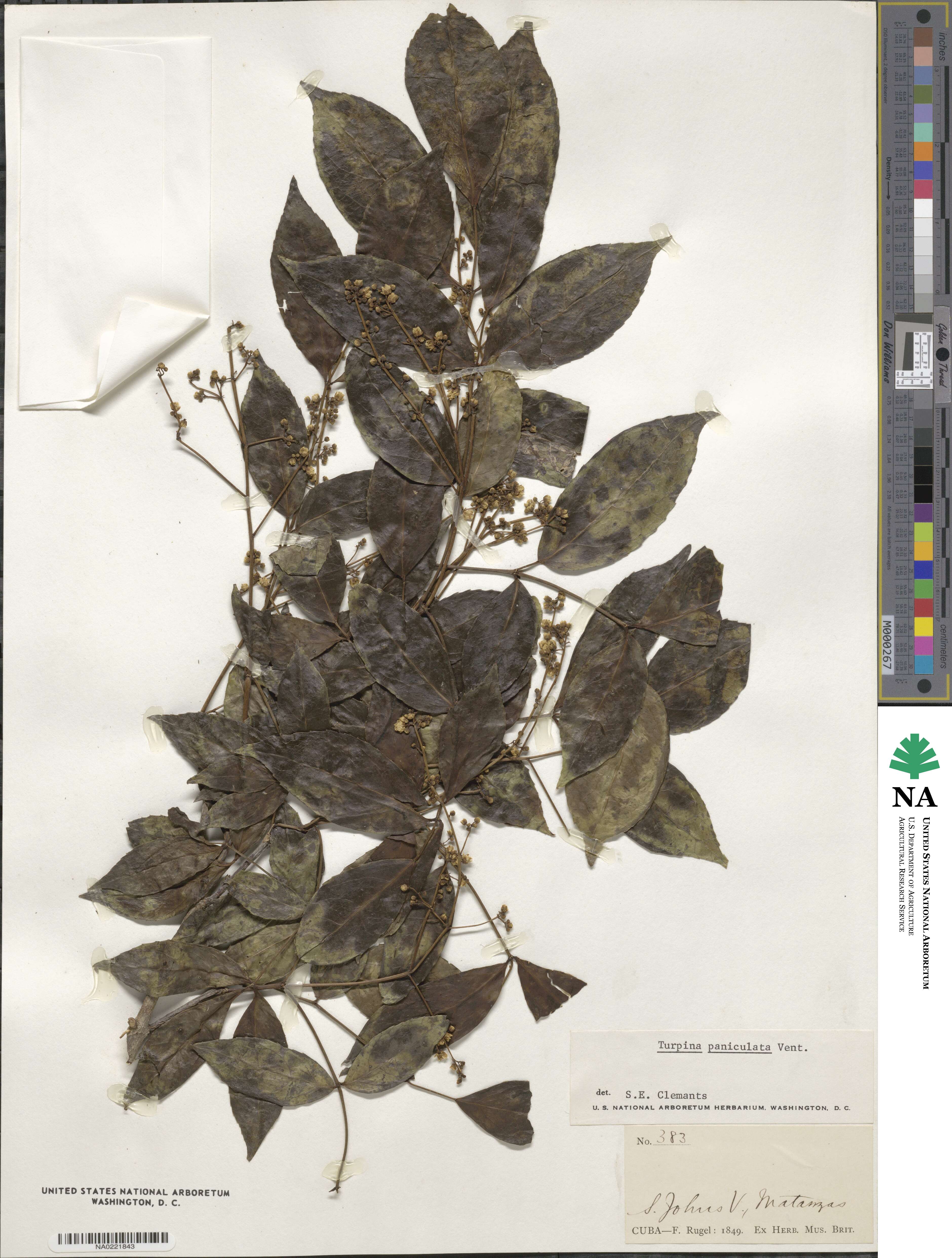 Staphylea occidentalis subsp. occidentalis image