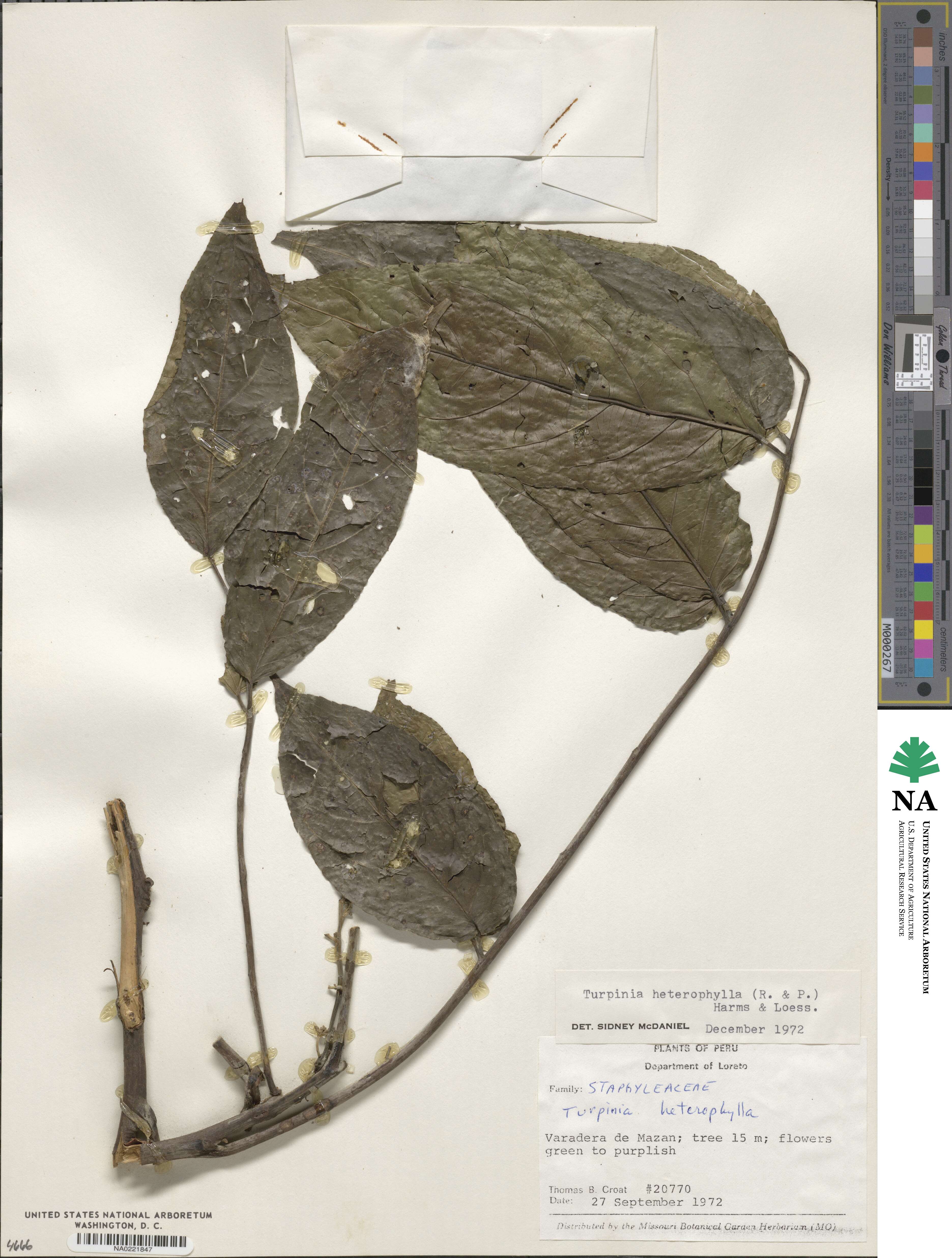 Staphylea occidentalis subsp. occidentalis image