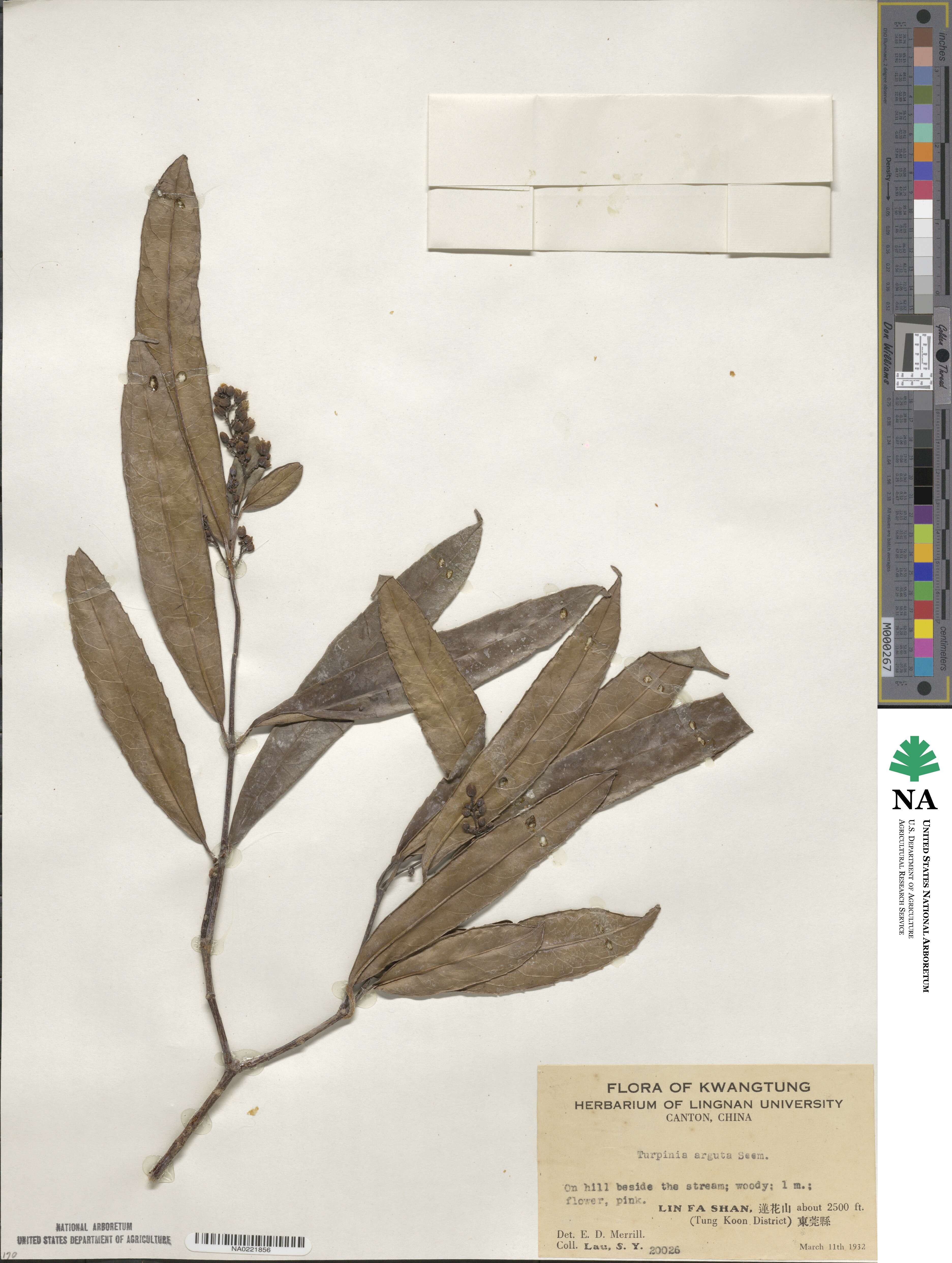 Staphylea arguta image