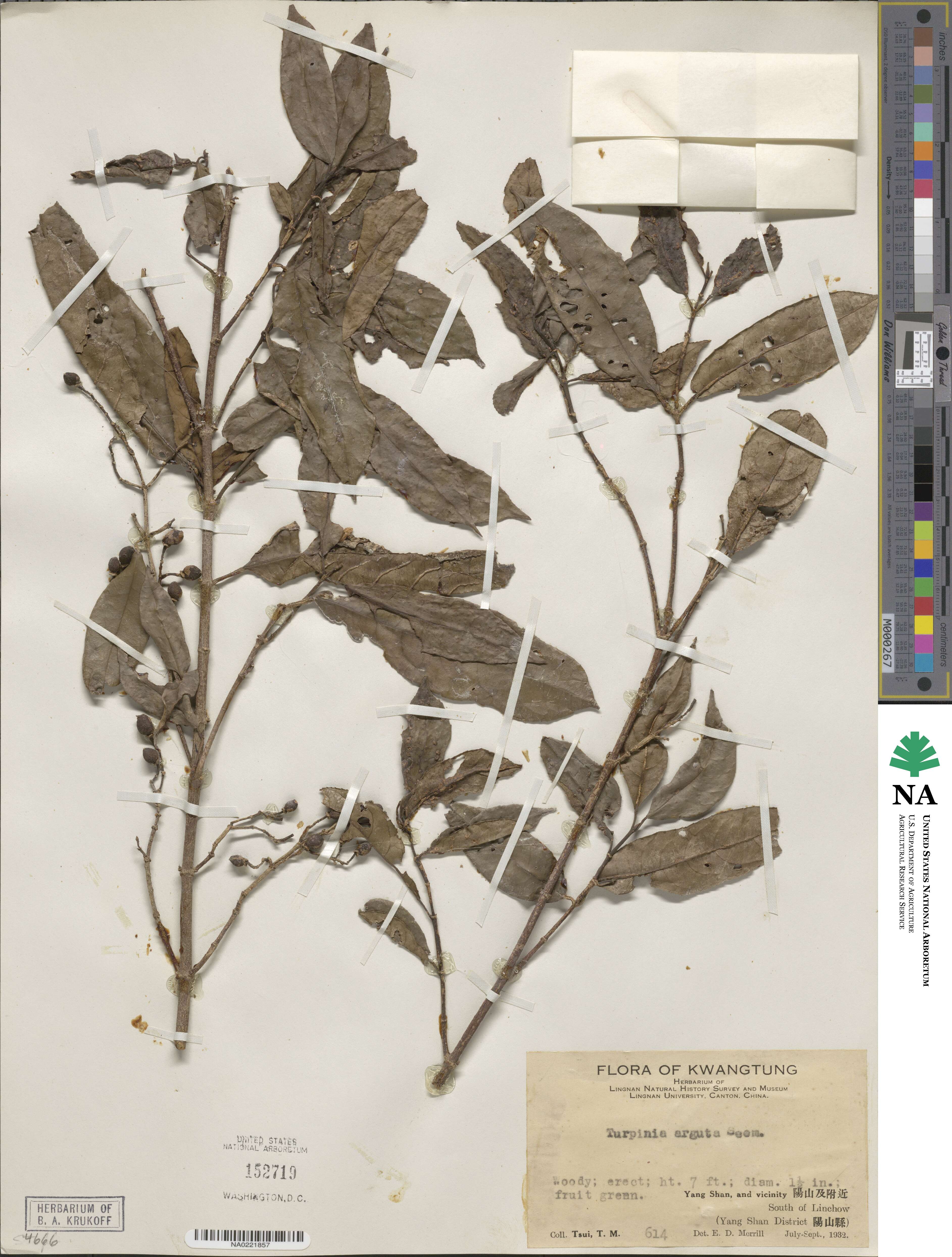 Staphylea arguta image