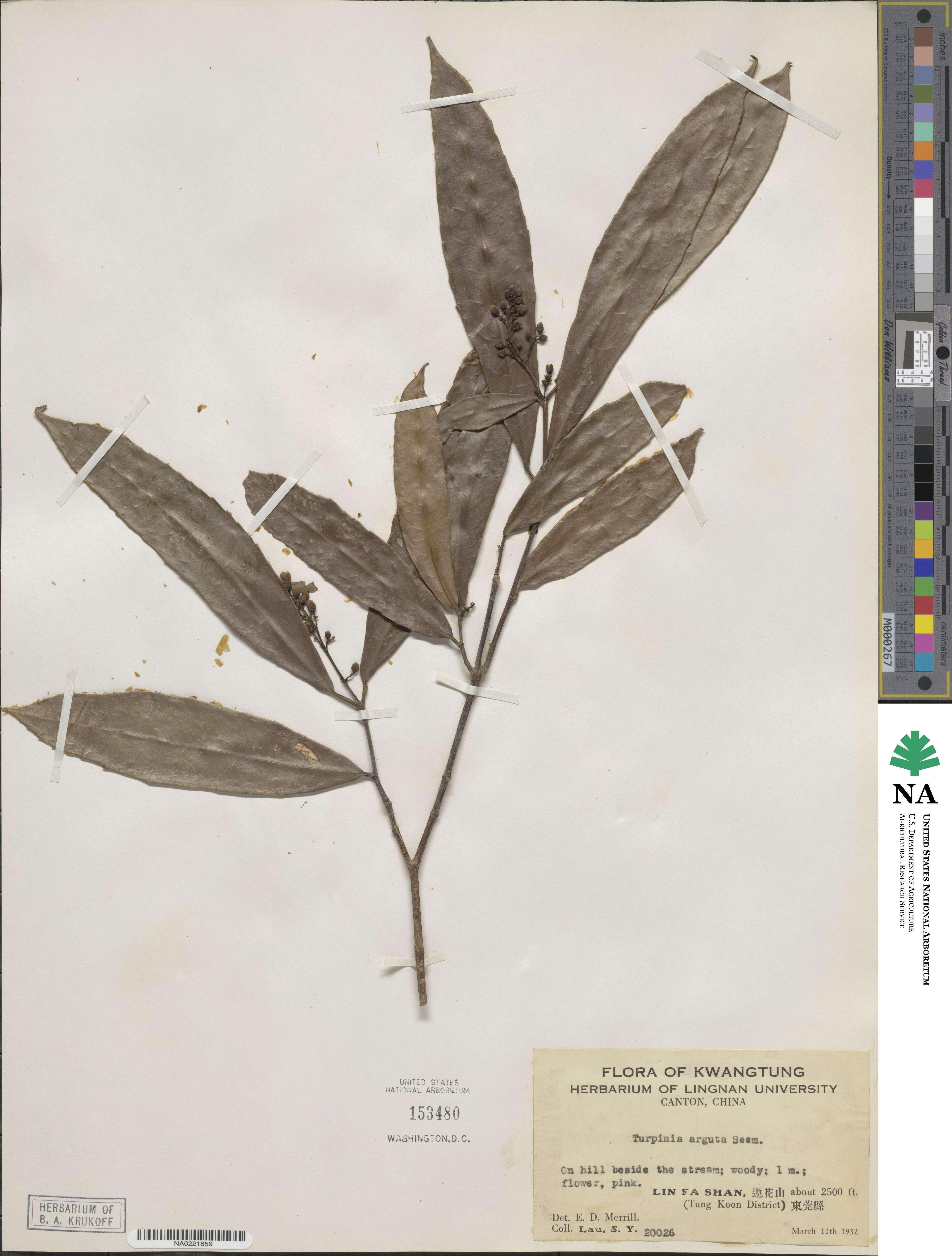 Staphylea arguta image