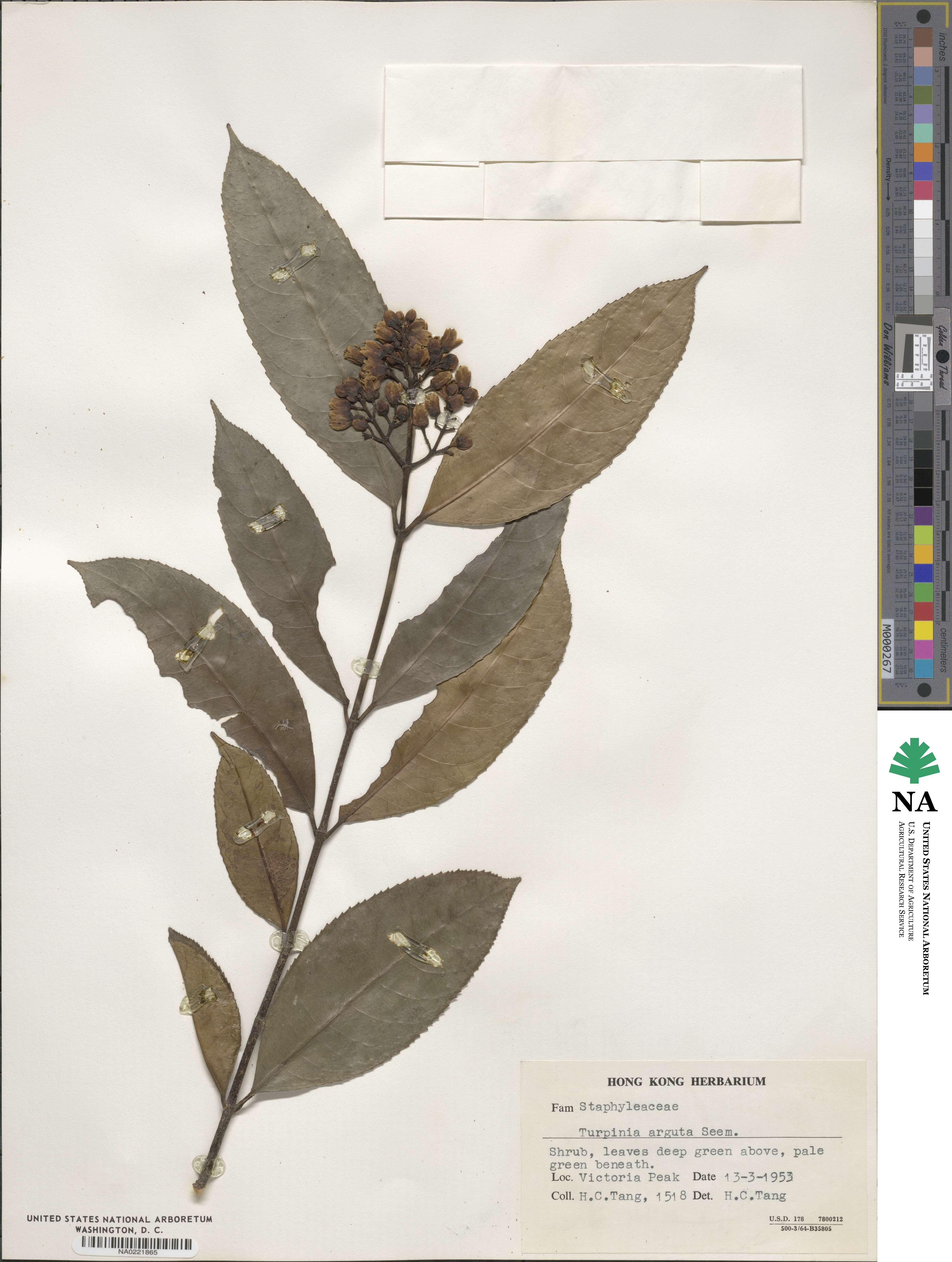 Staphylea arguta image