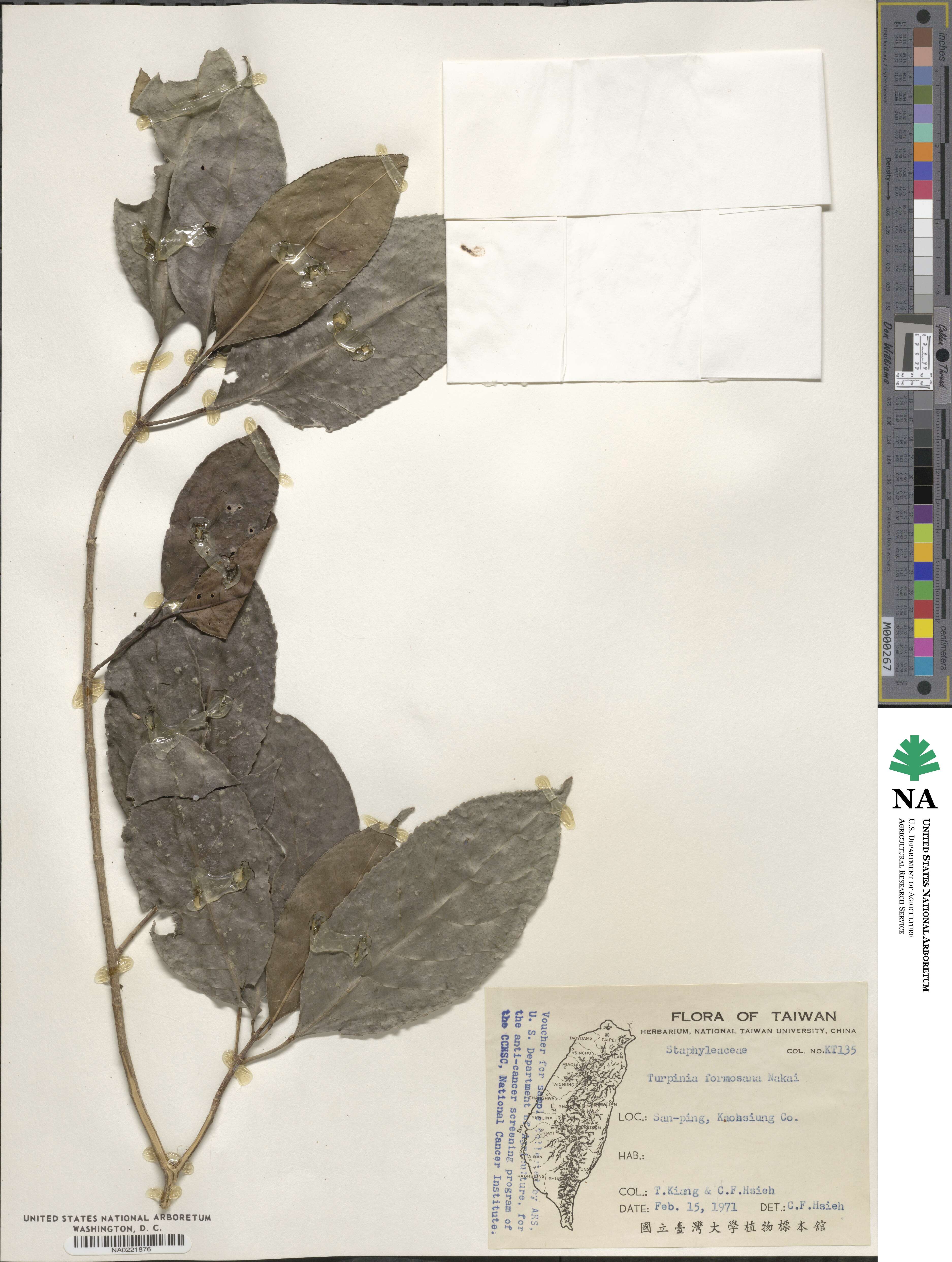 Staphylea formosana image