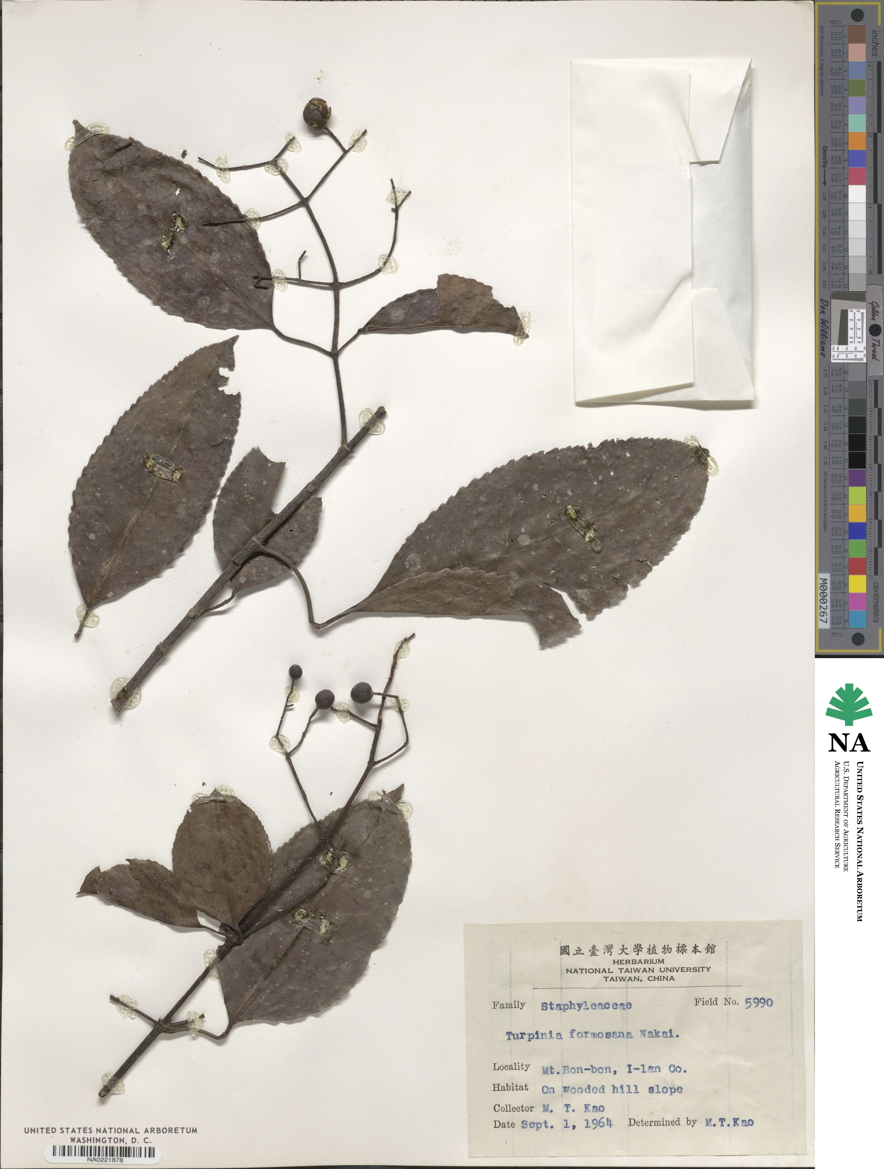 Staphylea formosana image