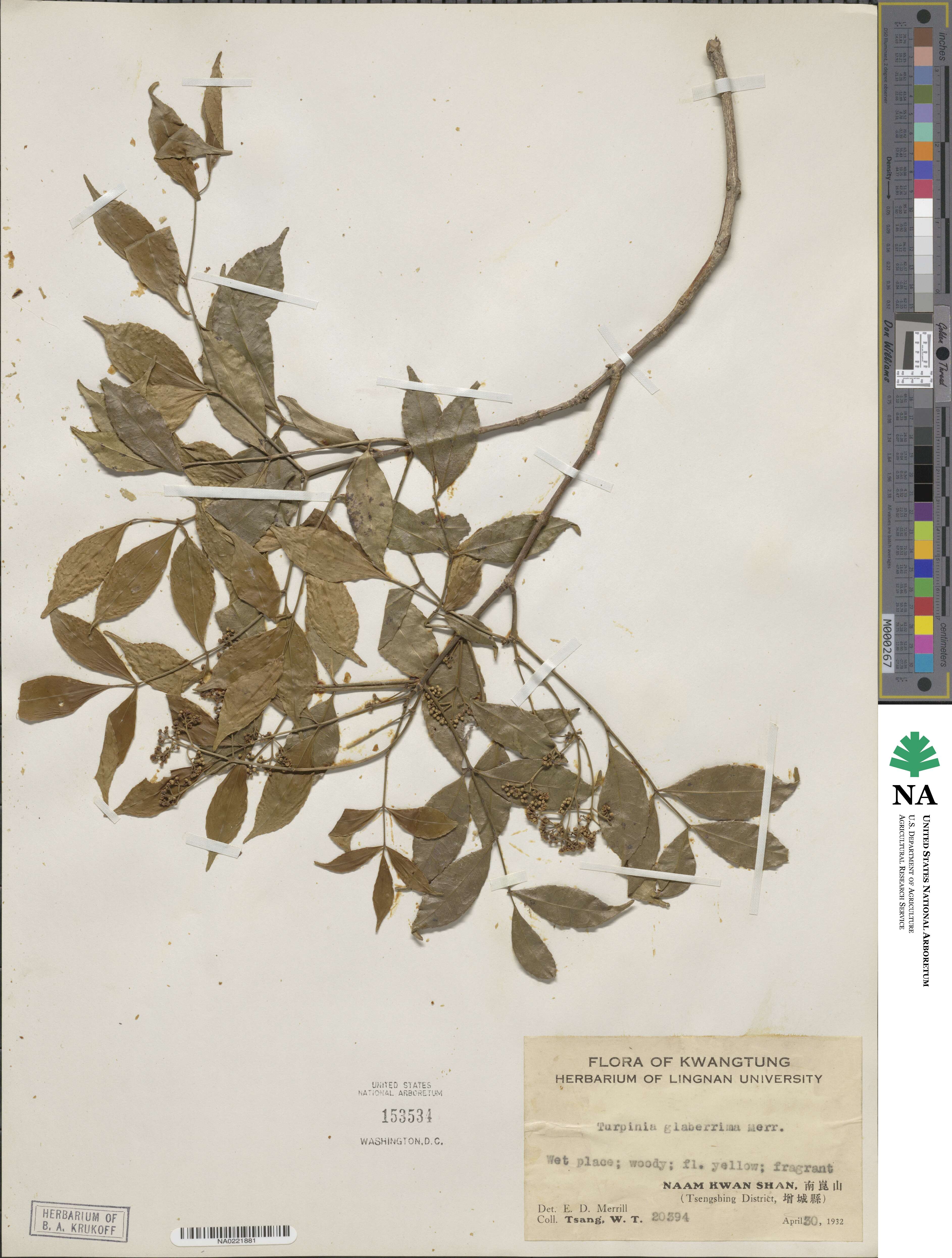 Staphyleaceae image