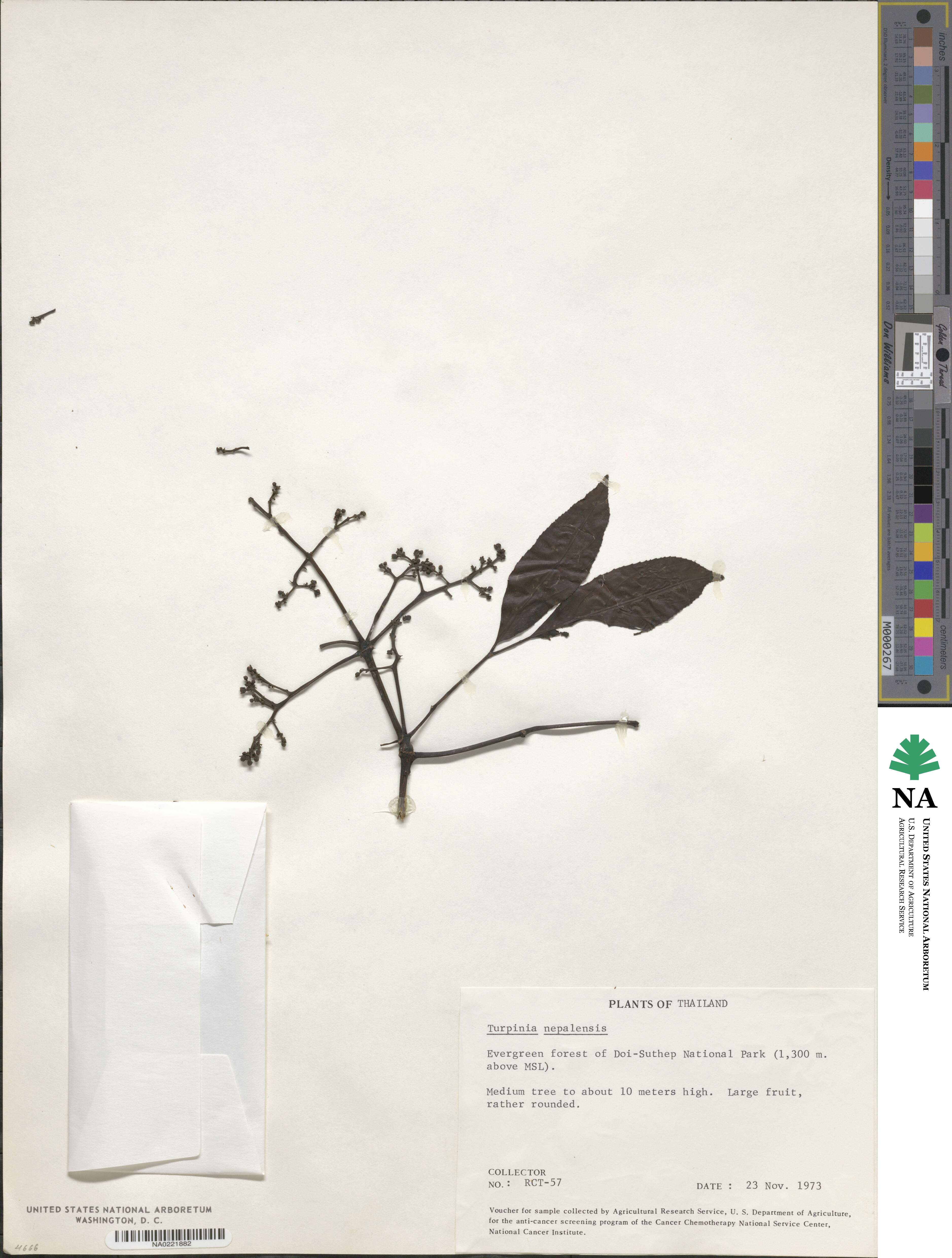 Staphylea cochinchinensis image