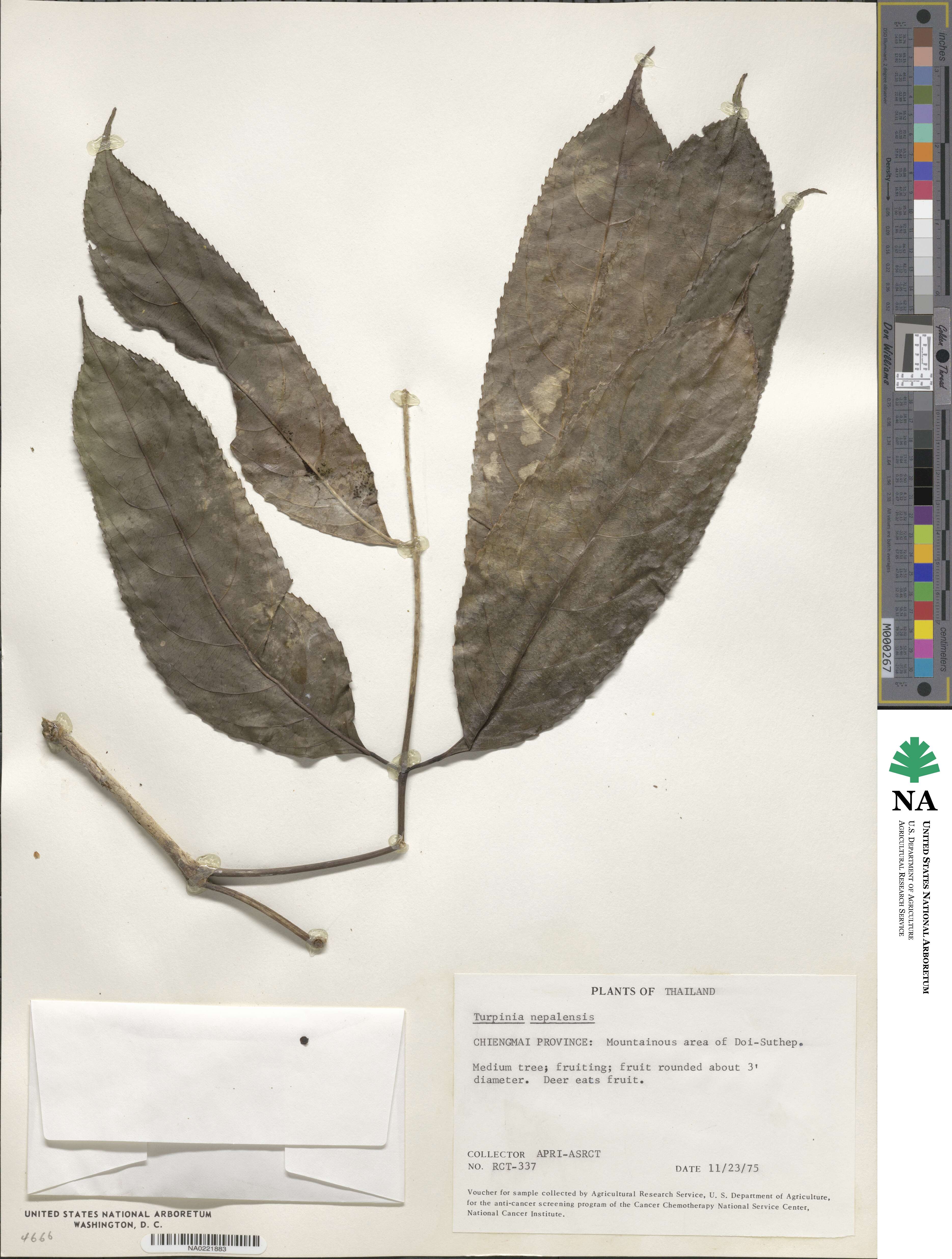 Staphylea cochinchinensis image