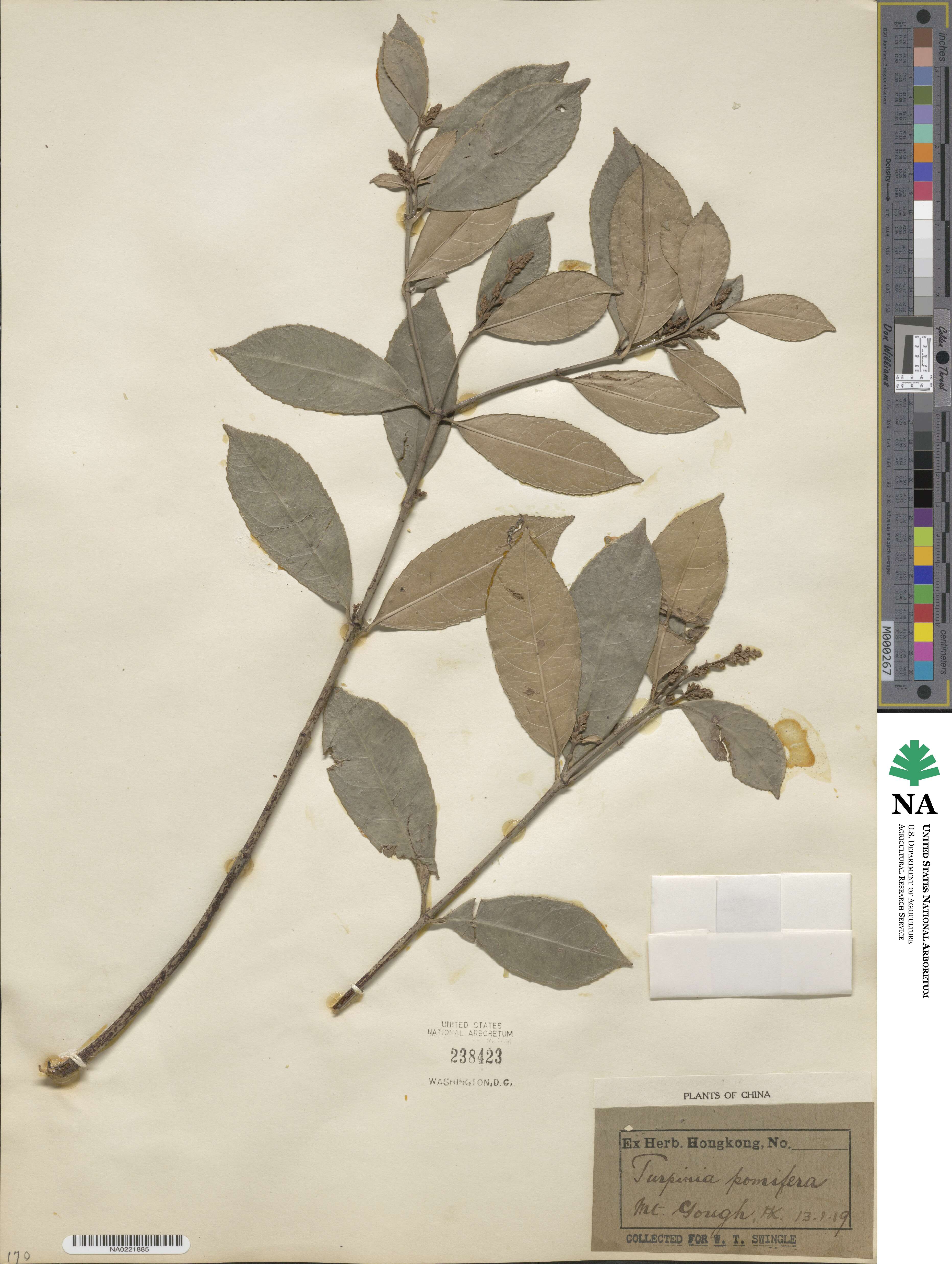 Staphylea pomifera image