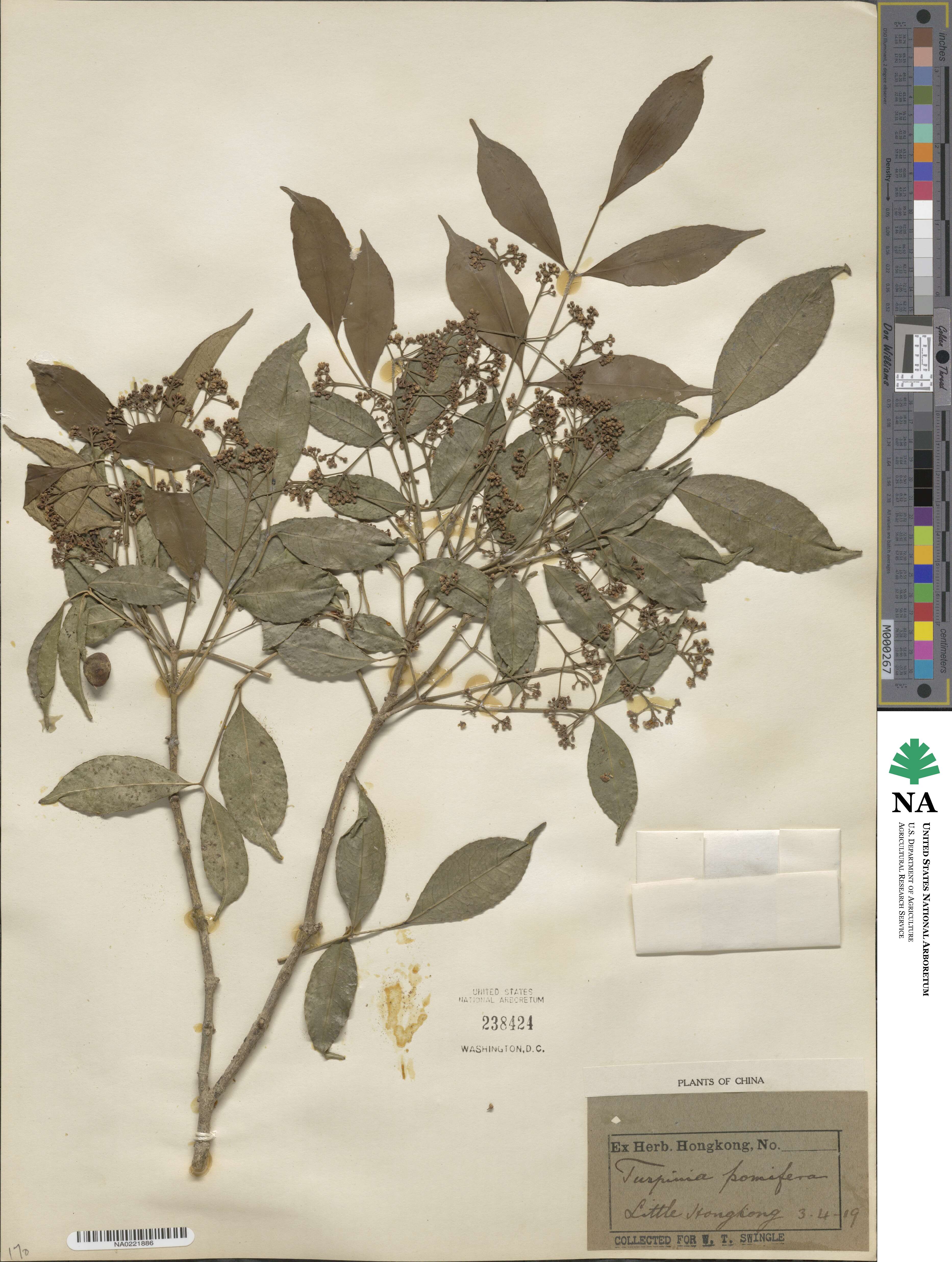 Staphylea pomifera image