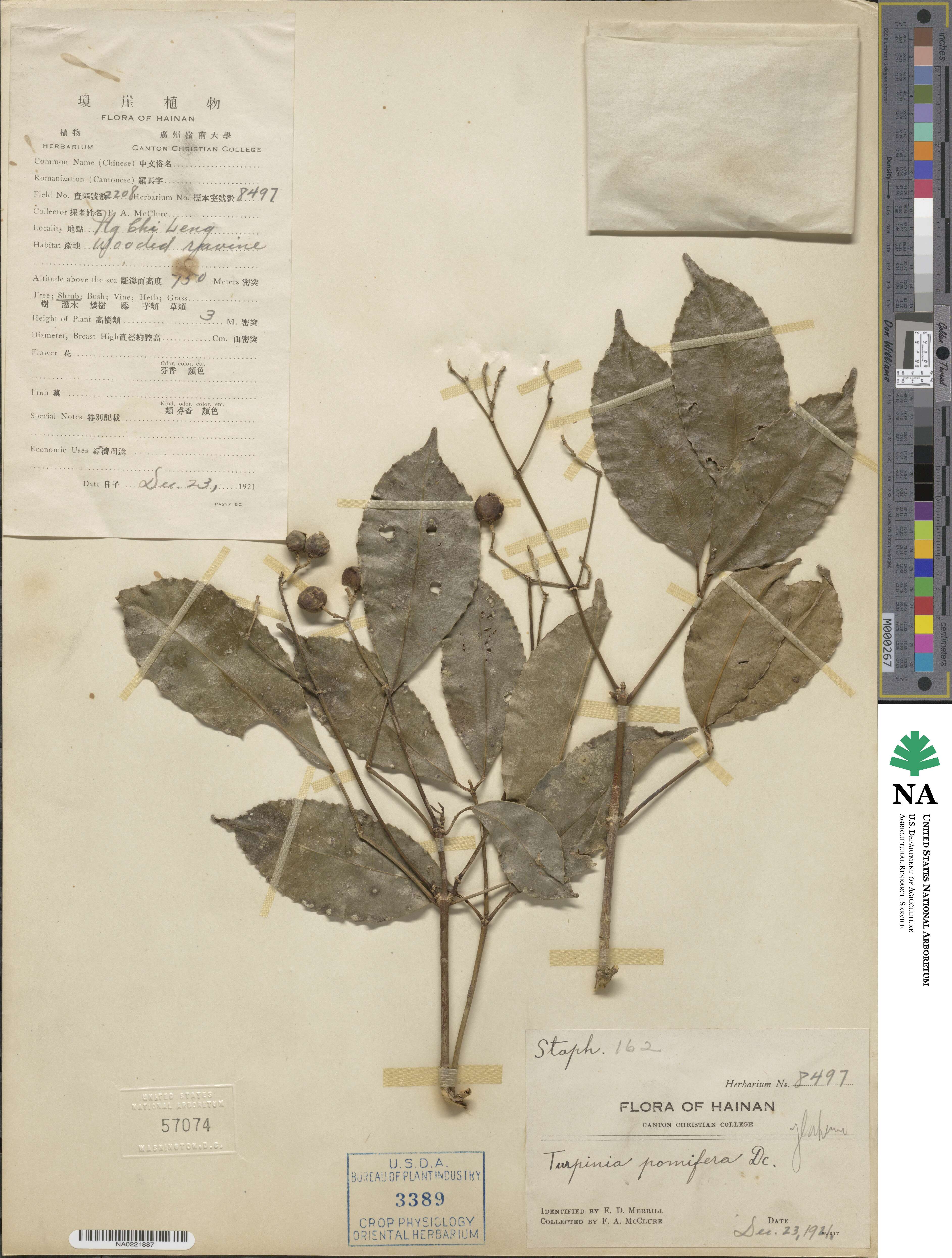 Staphylea pomifera image