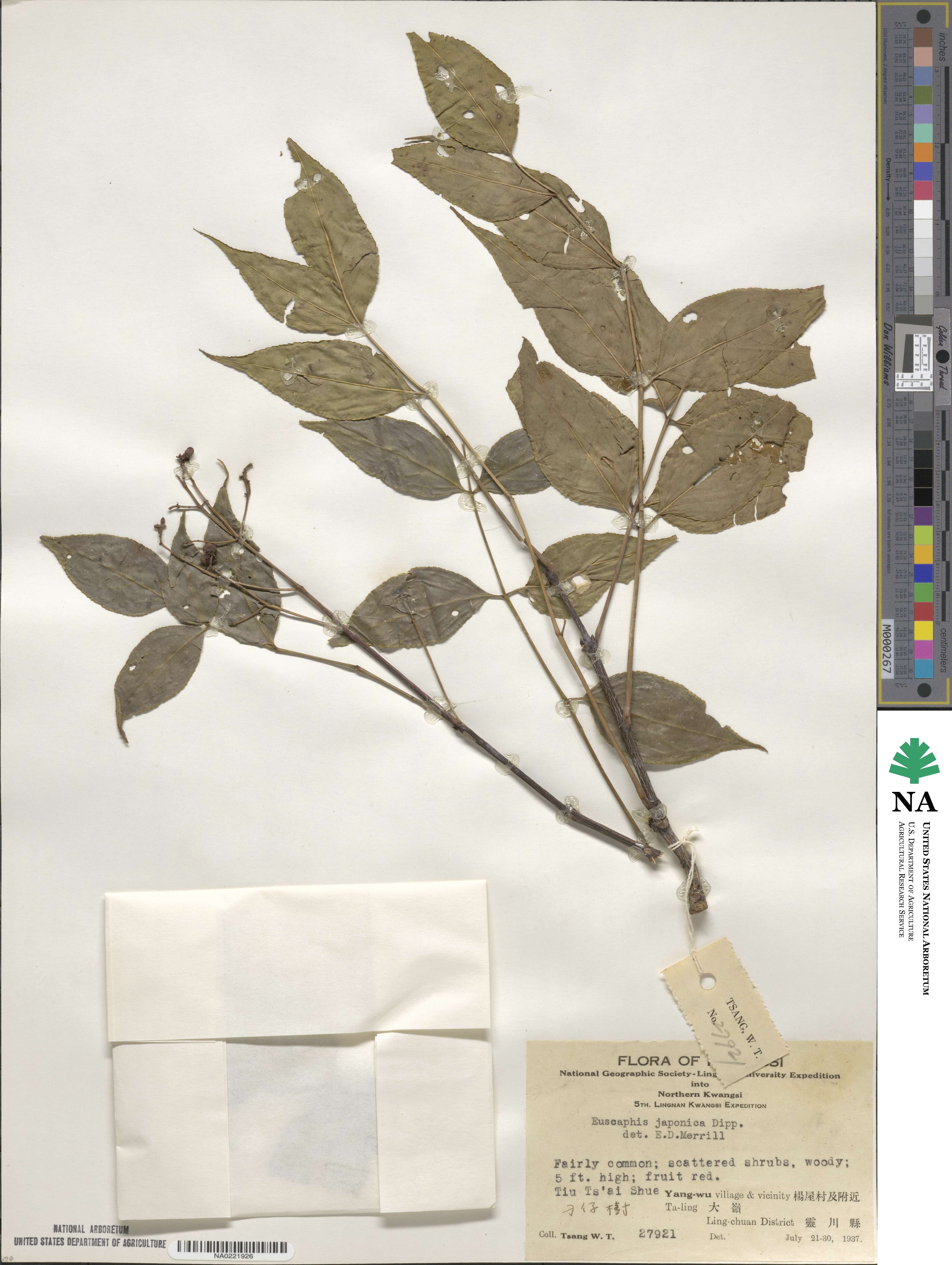 Staphylea japonica image