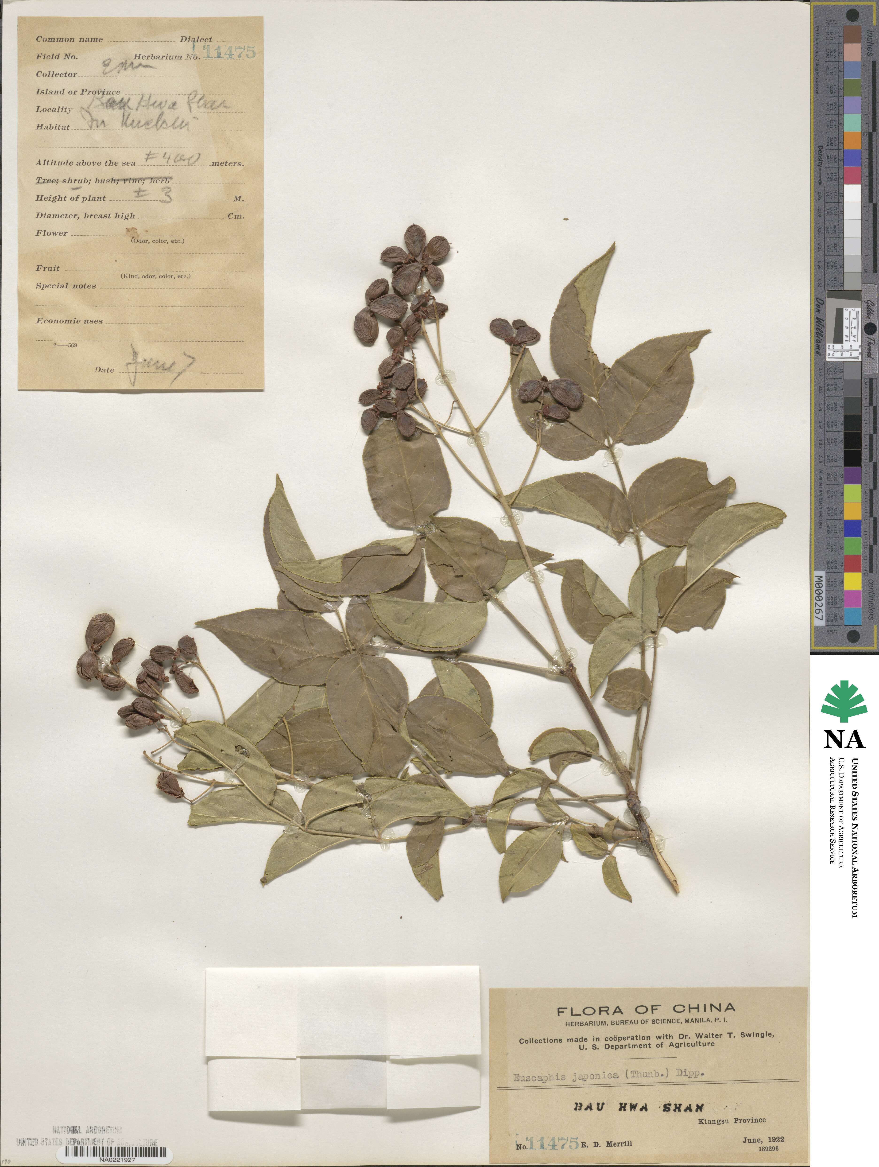 Staphylea japonica image