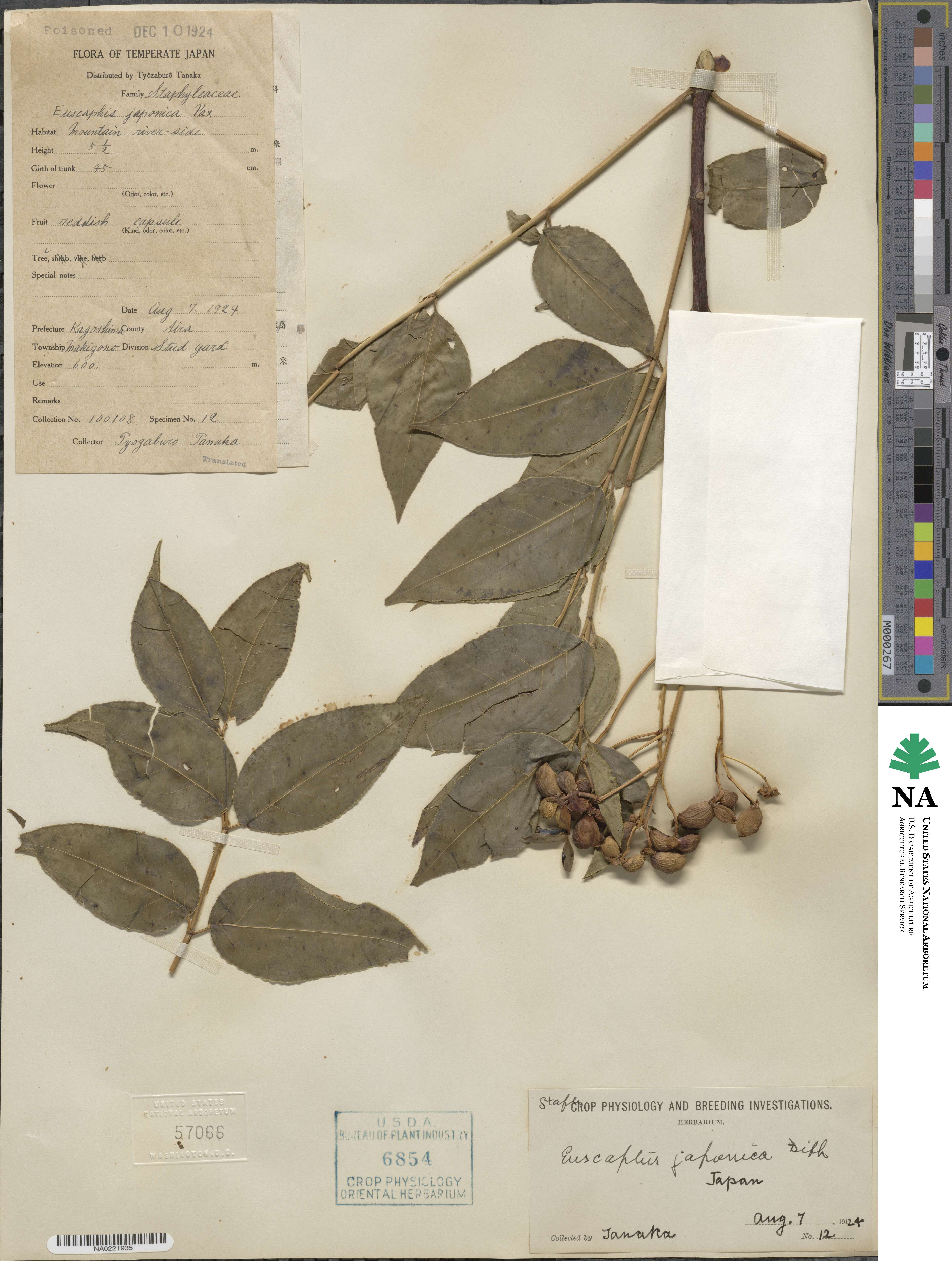Staphylea japonica image