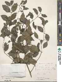 Cassinopsis ilicifolia image