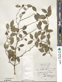 Cassinopsis ilicifolia image