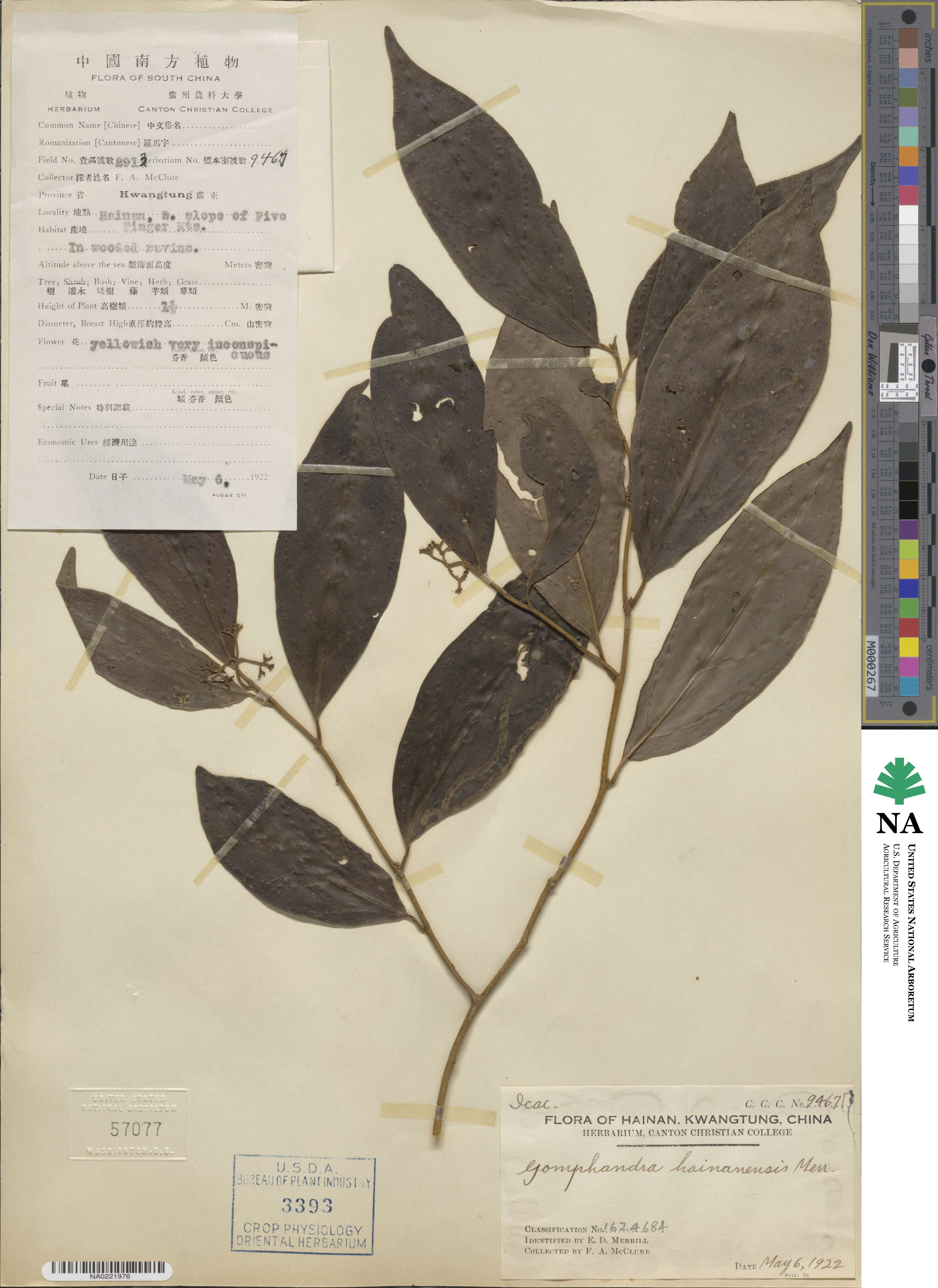 Gomphandra tetrandra image