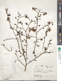 Vaccinium fuscatum image