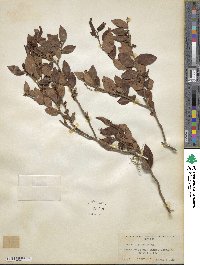 Vaccinium fuscatum image