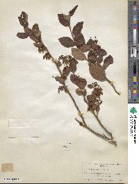 Vaccinium fuscatum image