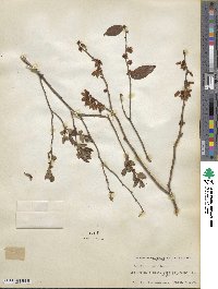 Vaccinium fuscatum image