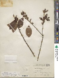 Vaccinium fuscatum image