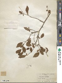 Vaccinium fuscatum image