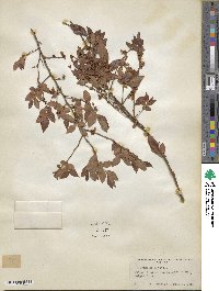 Vaccinium fuscatum image