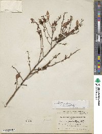 Vaccinium fuscatum image