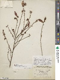 Vaccinium fuscatum image