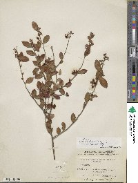 Vaccinium fuscatum image